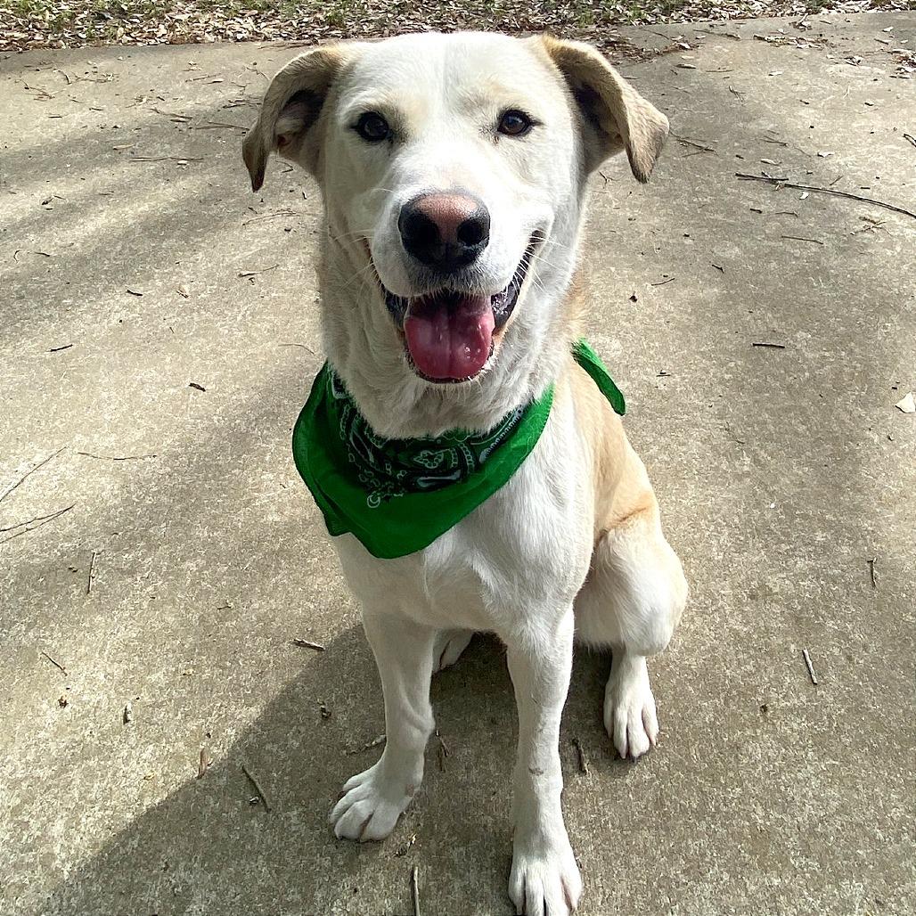 Enlarge Barkley, a Adoptable mixed breed in Lufkin, TX image 6/6