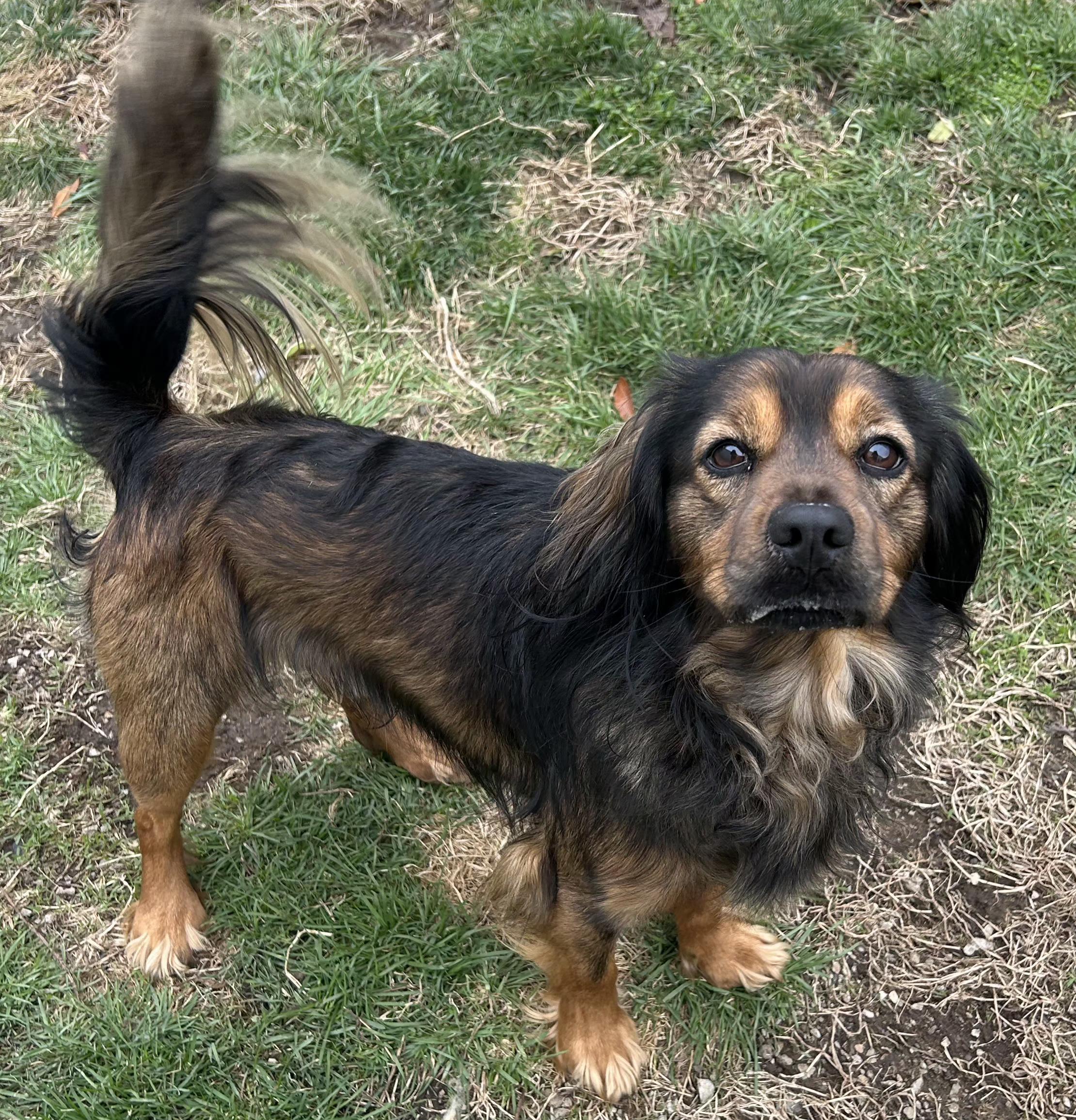 Enlarge Bear, an adopted Cocker Spaniel in Lexington, KY image 3/3