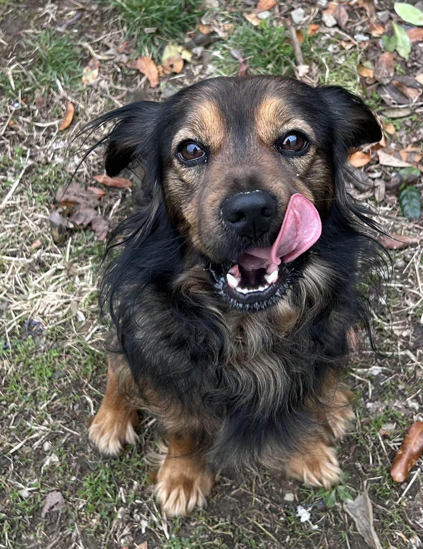 Bear, adopted, Young Male Cocker Spaniel.