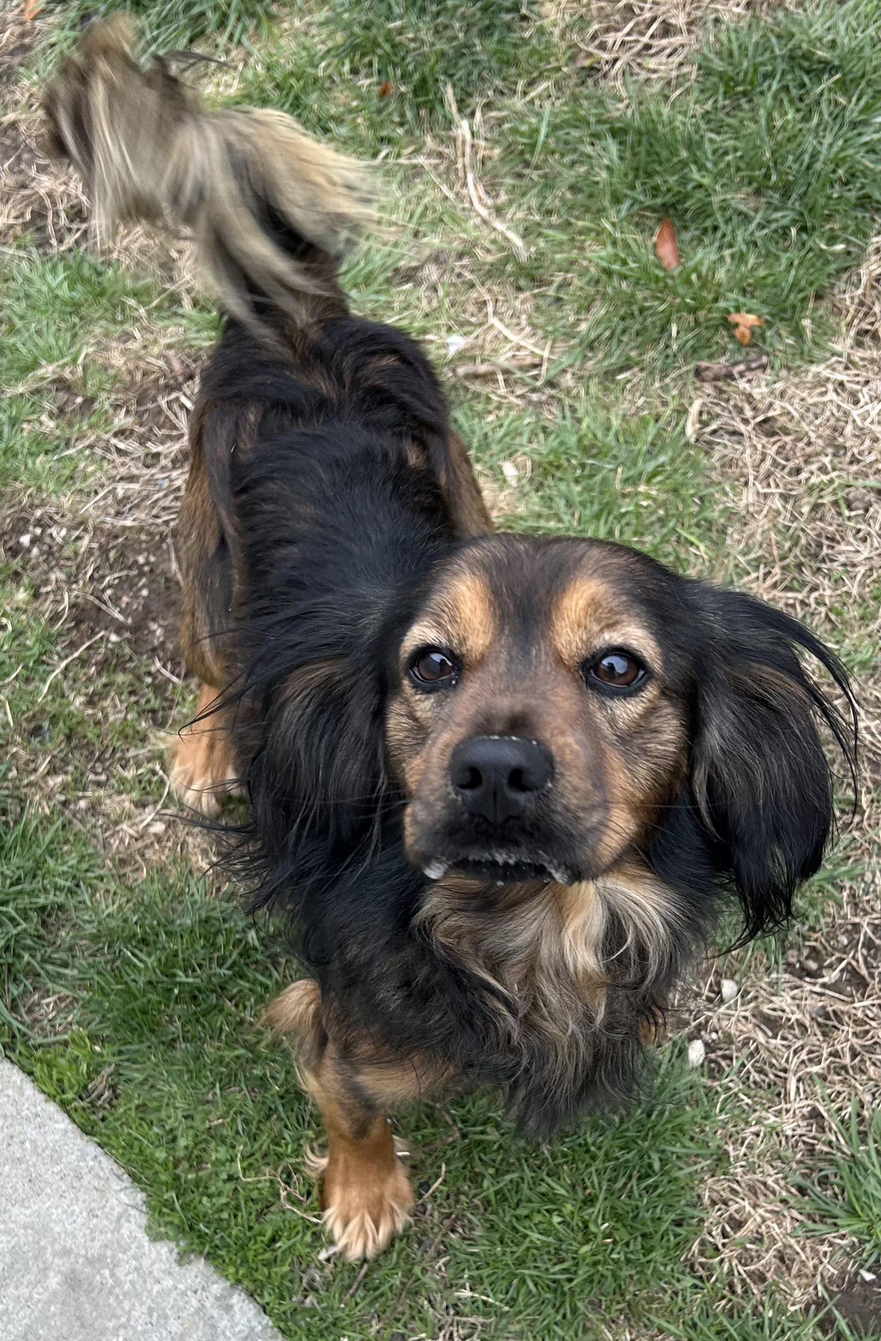 Enlarge Bear, an adopted Cocker Spaniel in Lexington, KY image 2/3