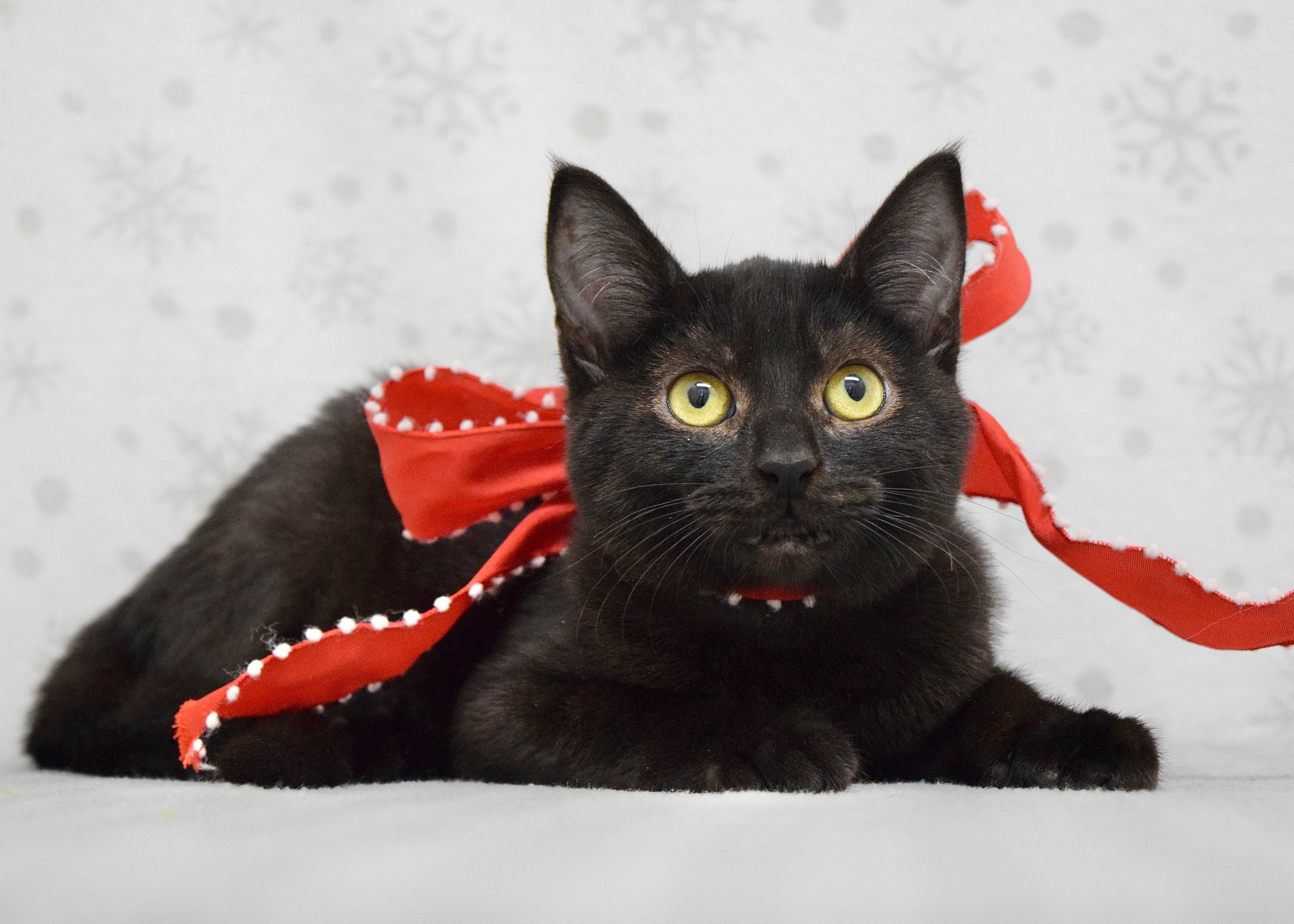 Enlarge Sunday, a ADOPTABLE Domestic Short Hair in Dublin, CA image 2/2