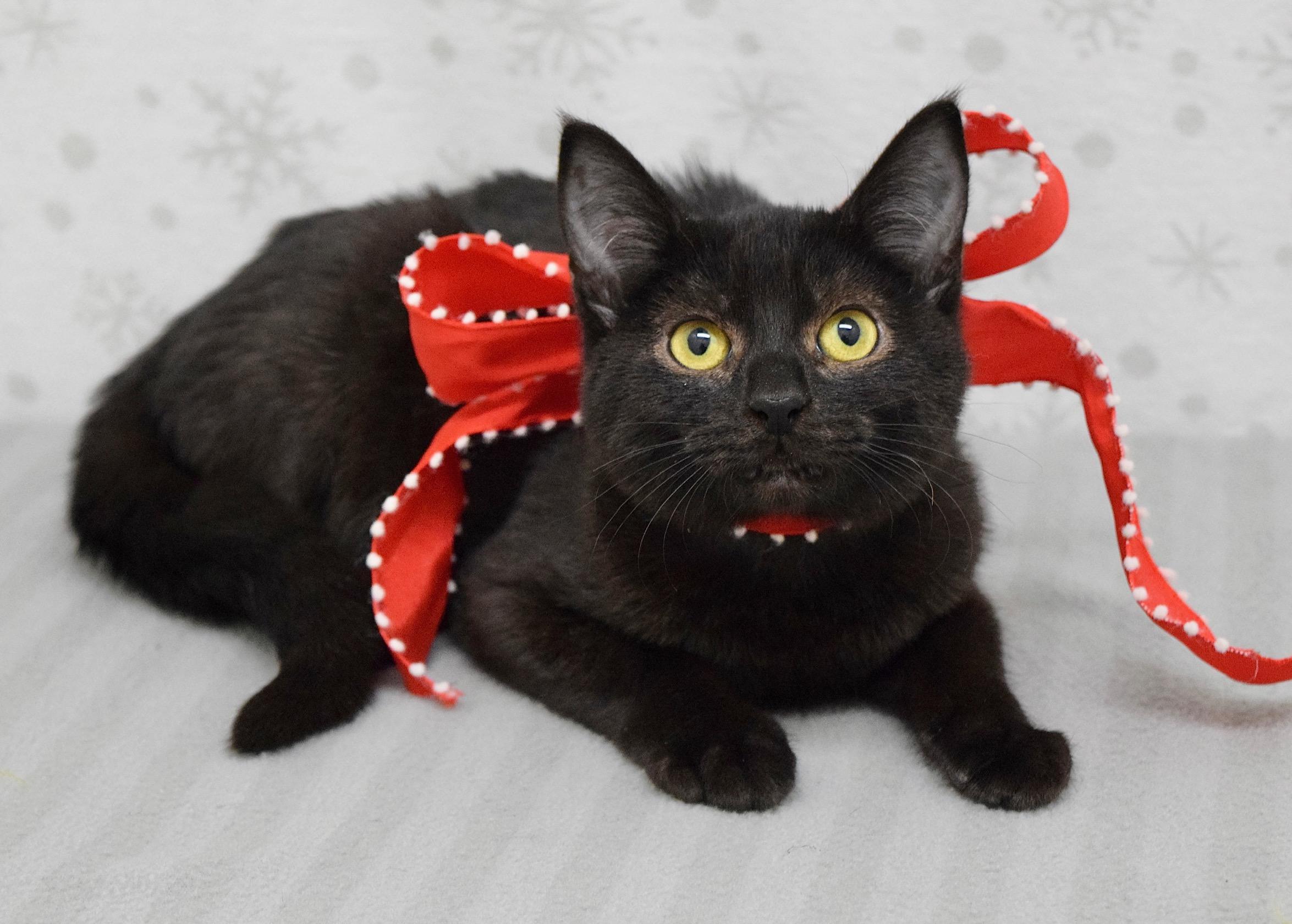 Enlarge Sunday, a ADOPTABLE Domestic Short Hair in Dublin, CA image 1/2