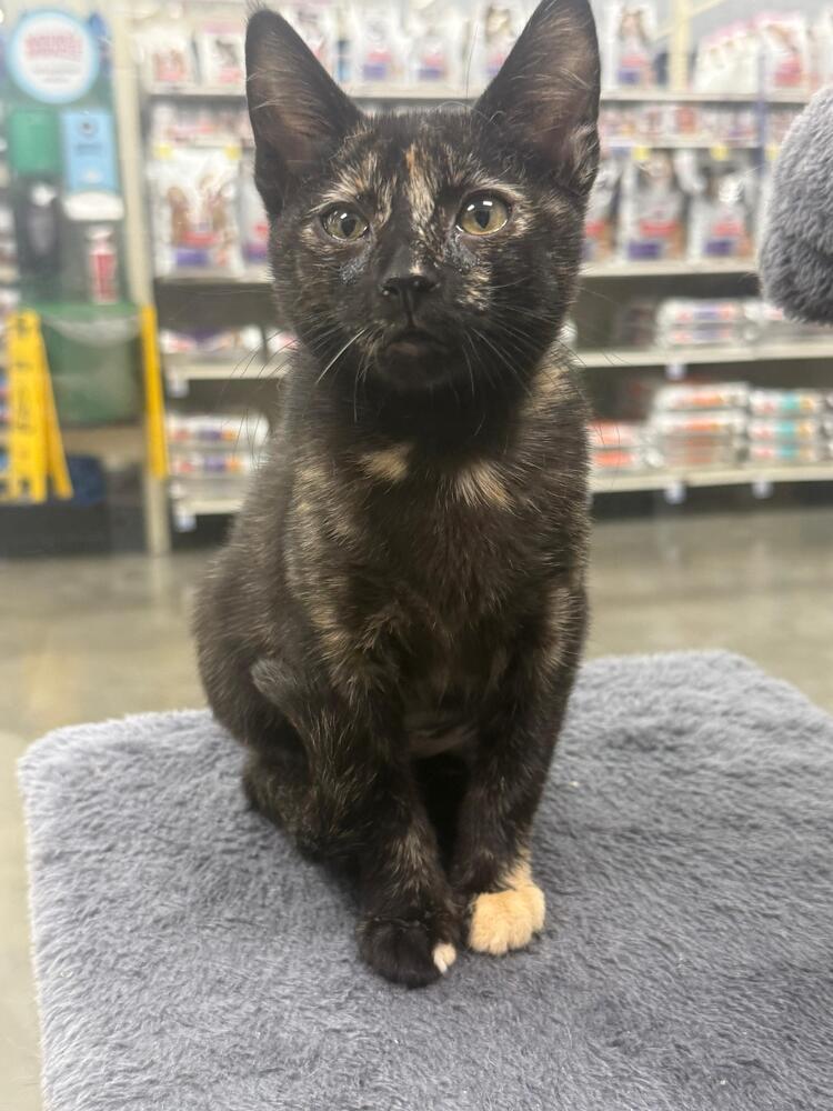 Bacon, Adoptable, Kitten Female Domestic Short Hair.