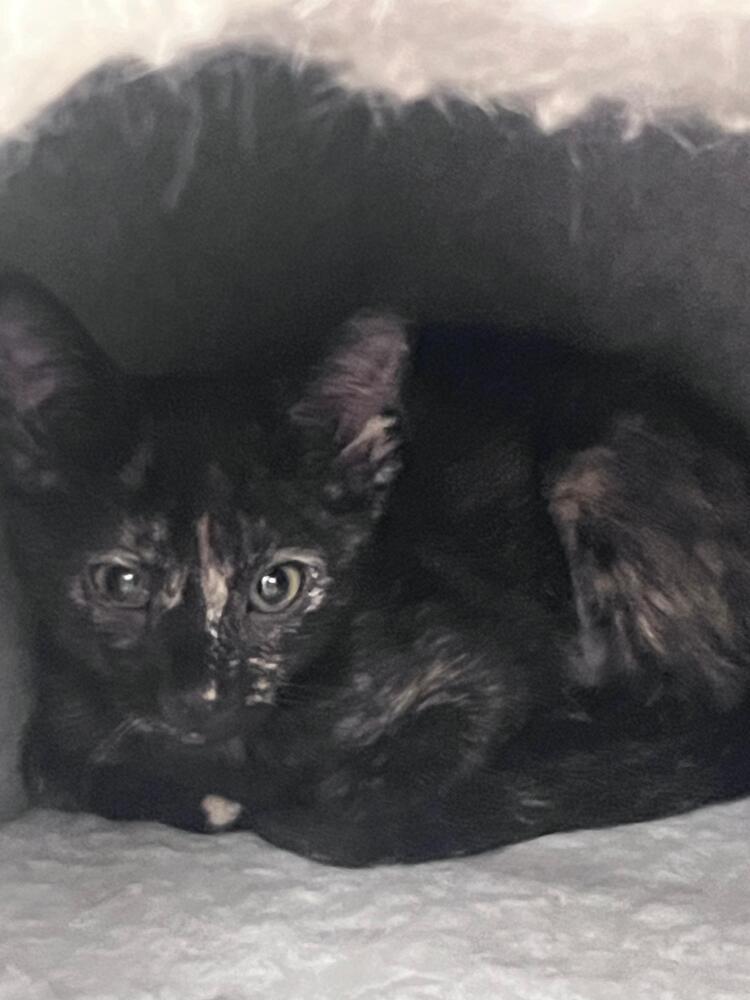 Enlarge Bacon, a Adoptable Domestic Short Hair in Orlando, FL image 2/2