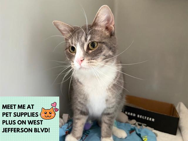 Enlarge DOJA, a Adoptable Domestic Short Hair in Fort Wayne, IN image 1/1