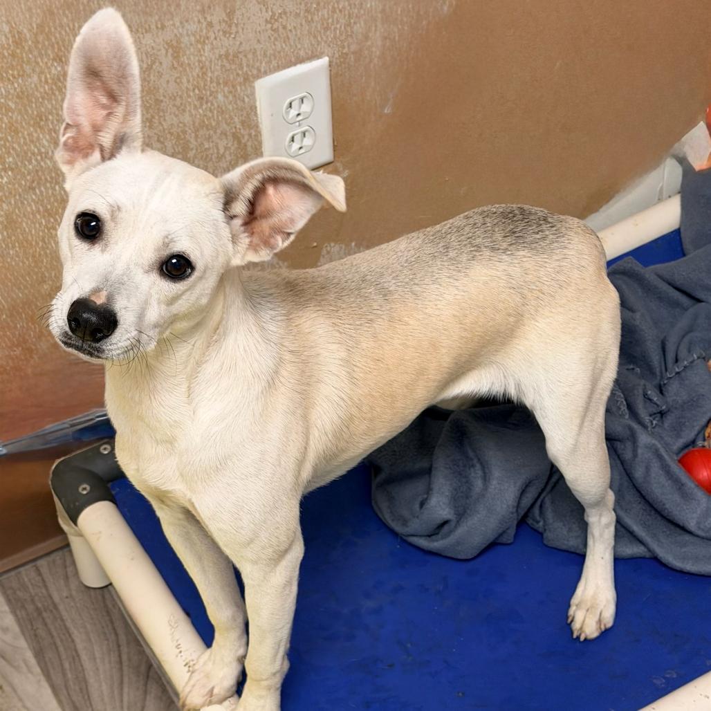 TALLY, Adopted, Adult Female Chihuahua & Terrier.
