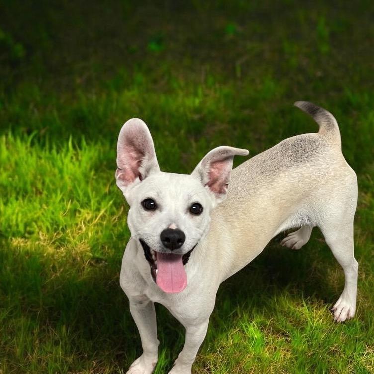 Enlarge TALLY, a Adopted mixed breed in Graham, WA image 2/6