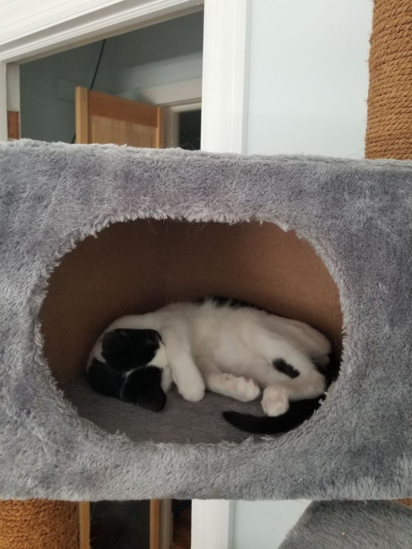 Enlarge Nike, a Adoptable Domestic Short Hair in Baltimore, MD image 2/5