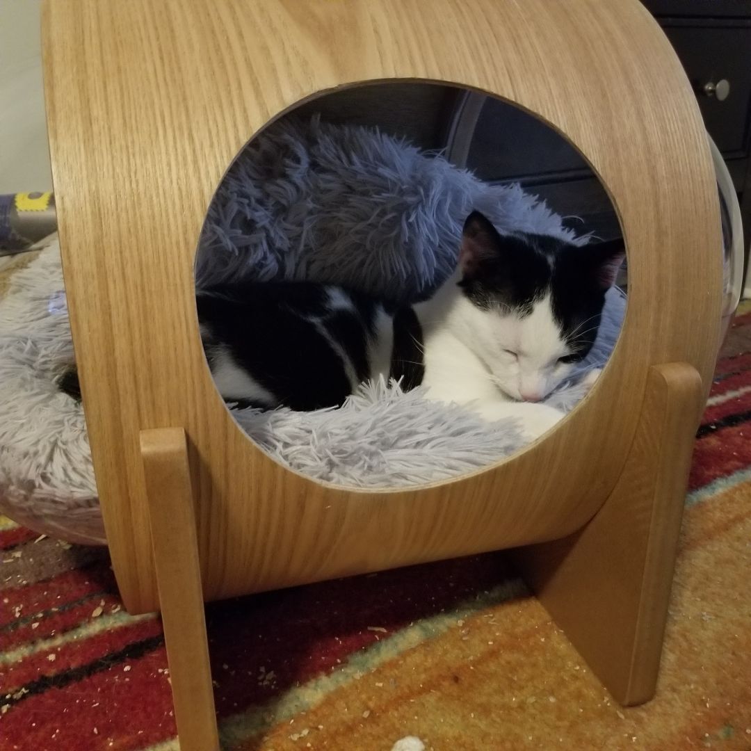 Enlarge Nike, a Adoptable Domestic Short Hair in Baltimore, MD image 5/5