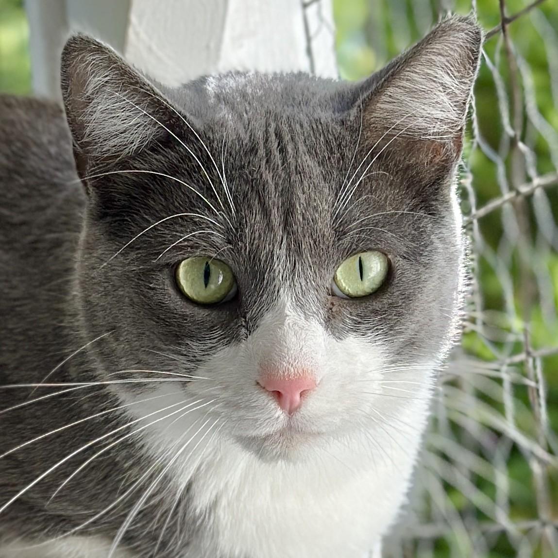 Grady, ADOPTABLE, Adult Male Domestic Short Hair.