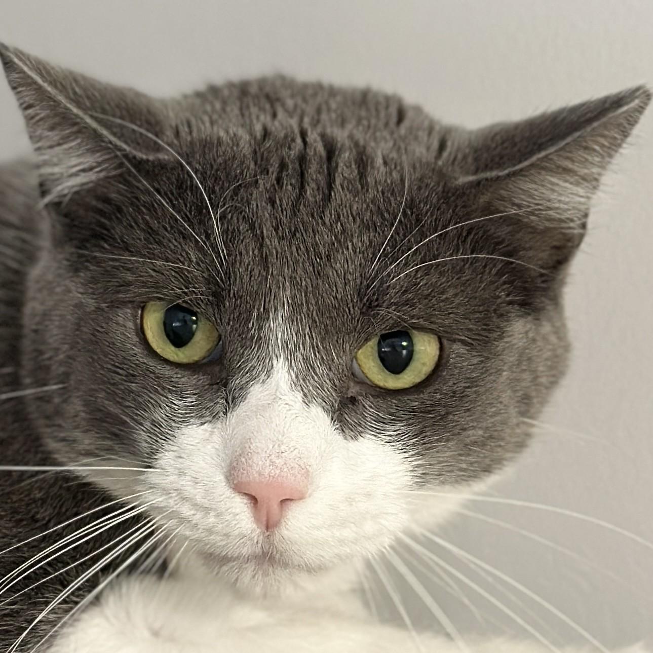 Enlarge Grady, a ADOPTABLE Domestic Short Hair in Victor, NY image 6/6