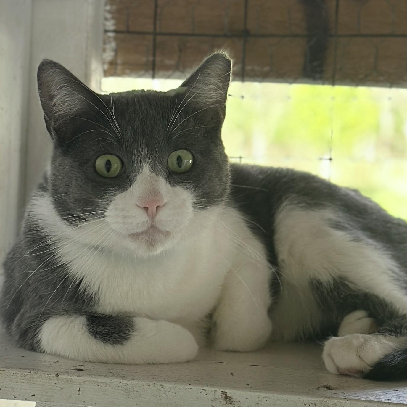 Enlarge Grady, a ADOPTABLE Domestic Short Hair in Victor, NY image 5/6