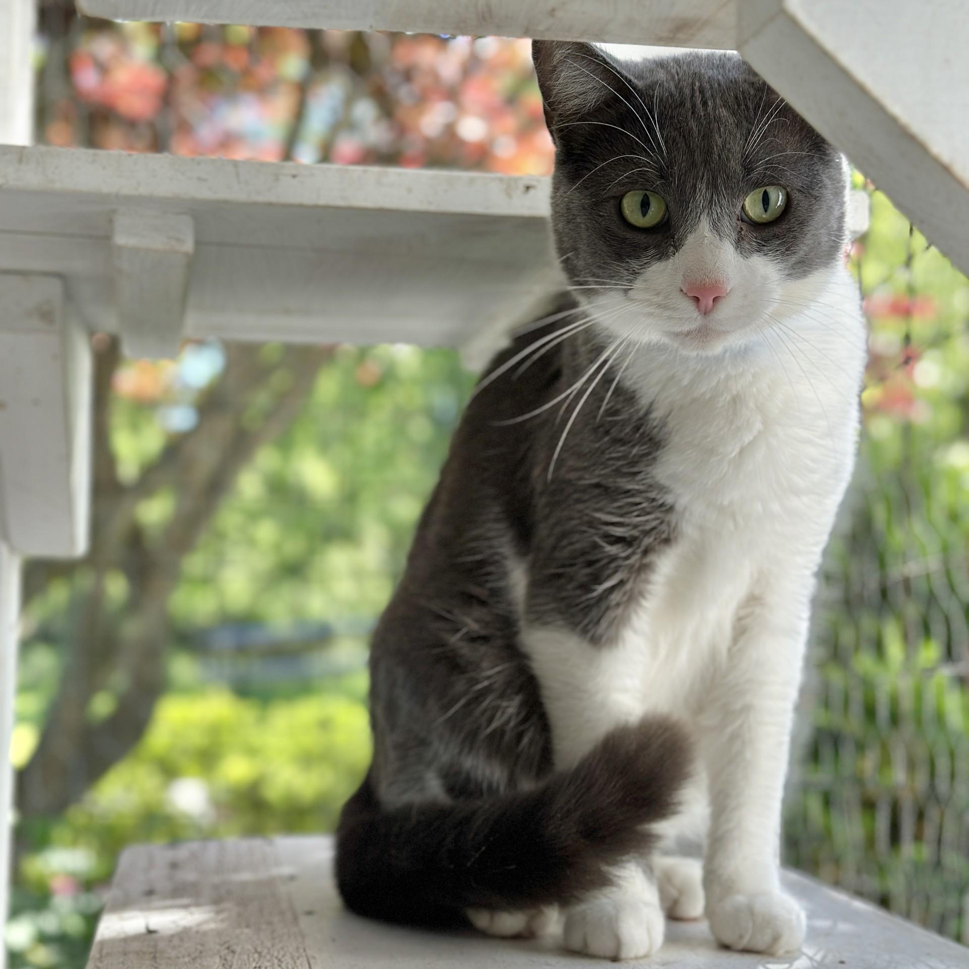 Enlarge Grady, a ADOPTABLE Domestic Short Hair in Victor, NY image 3/6