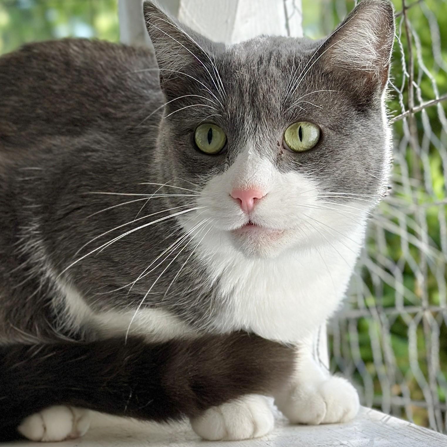 Enlarge Grady, a ADOPTABLE Domestic Short Hair in Victor, NY image 2/6