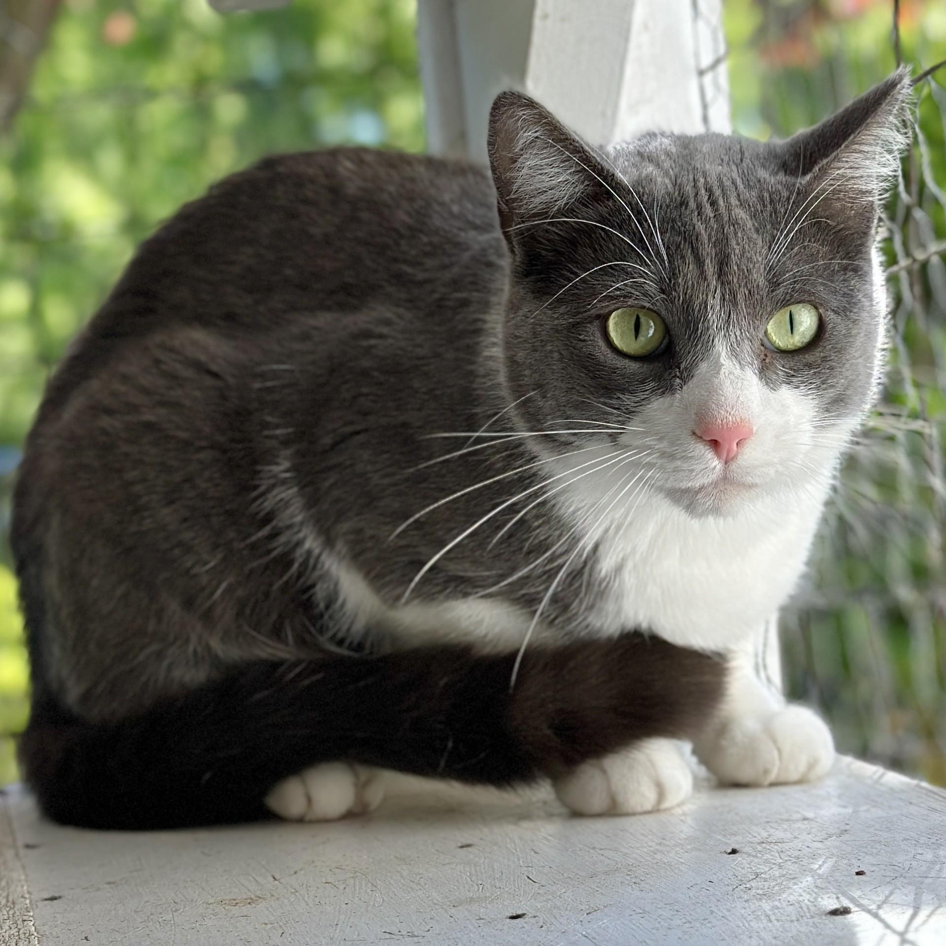 Enlarge Grady, a ADOPTABLE Domestic Short Hair in Victor, NY image 4/6