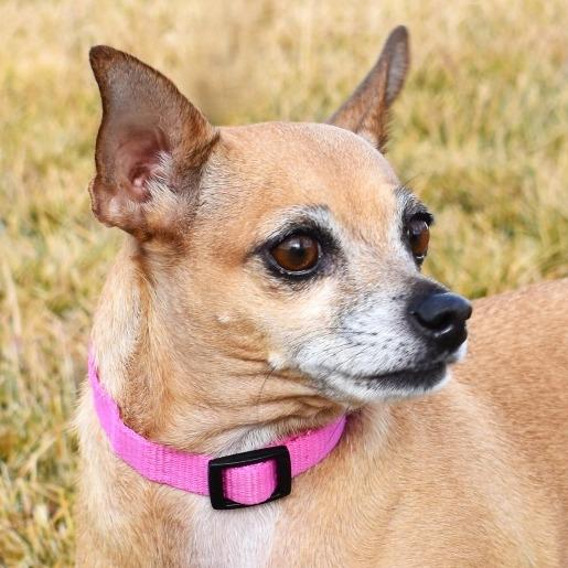 Callie, Adoptable, Adult Female Chihuahua.