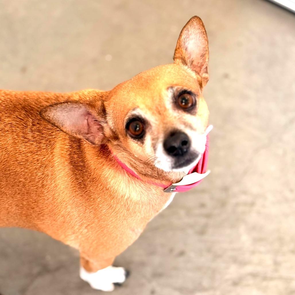 Enlarge Callie, a Adoptable Chihuahua in Rifle, CO image 2/5