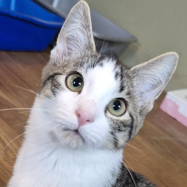Shadow, Adopted, Young Male Domestic Short Hair.