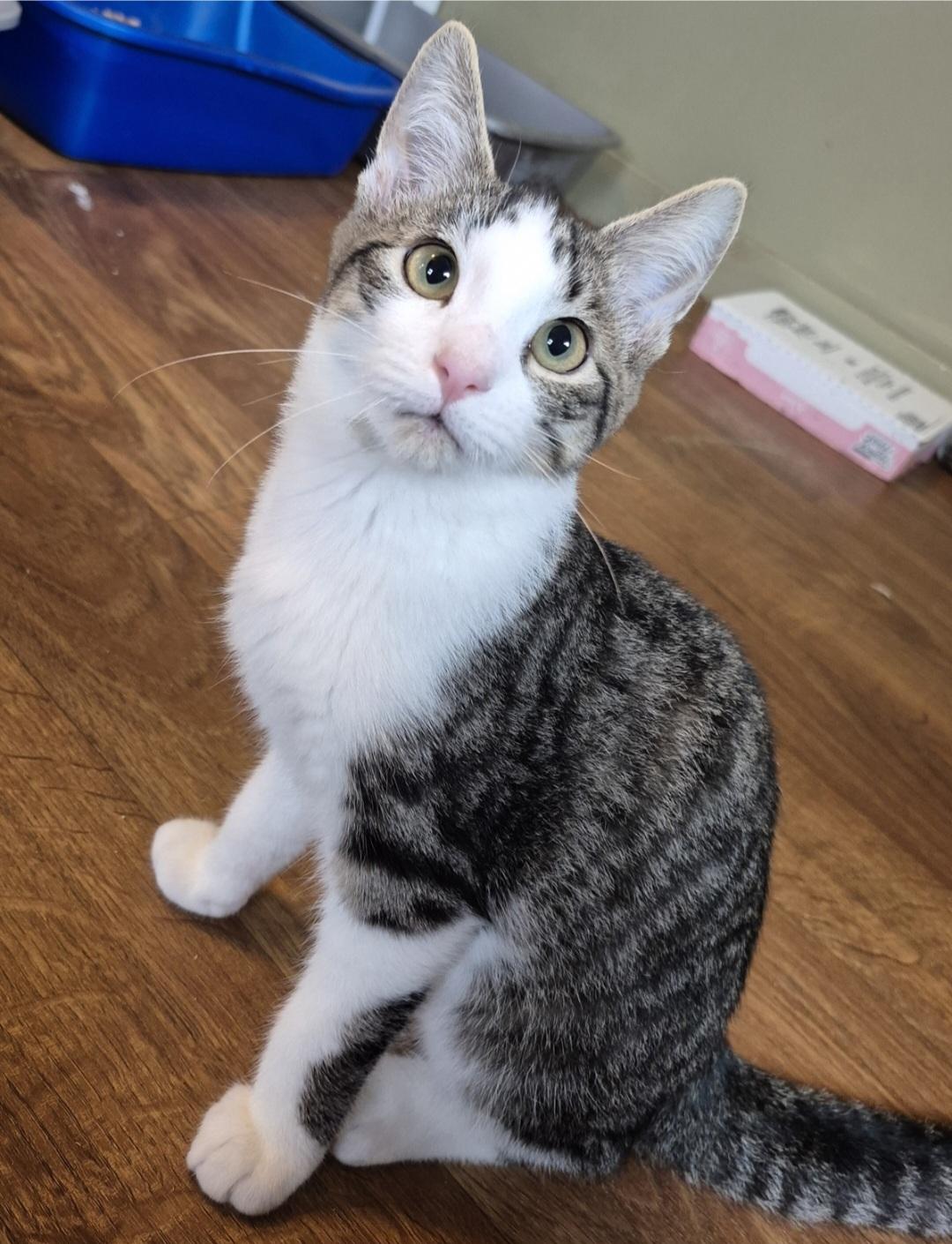 Enlarge Shadow, a Adopted Domestic Short Hair in Tioga, PA image 2/6