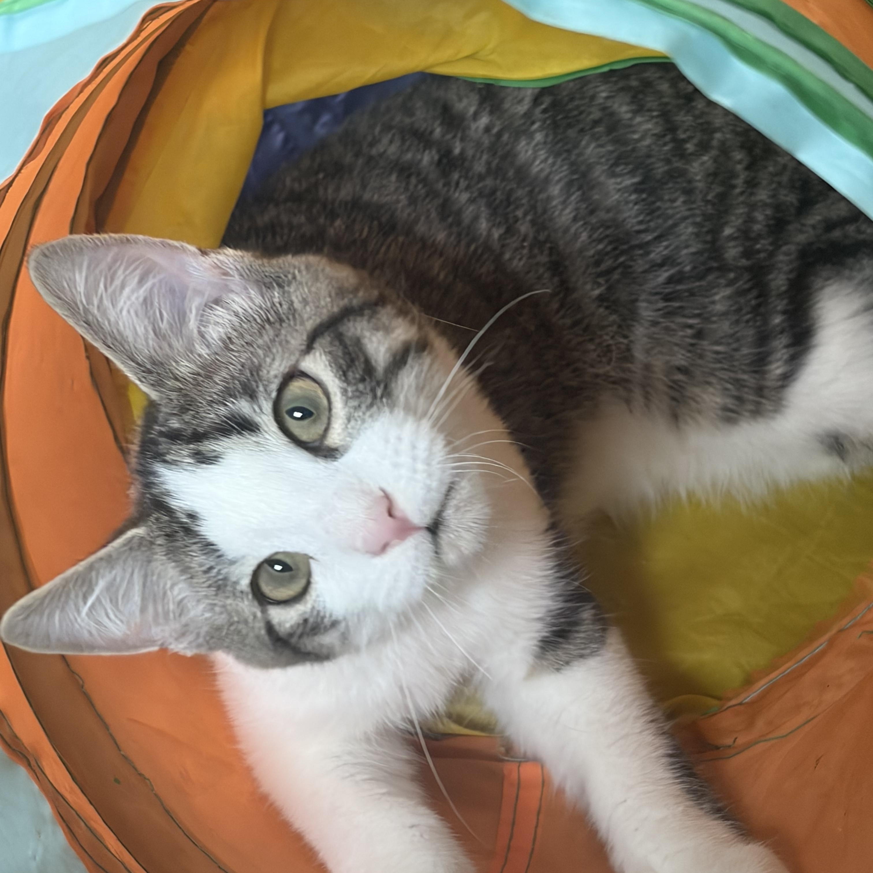 Enlarge Shadow, a Adopted Domestic Short Hair in Tioga, PA image 3/6
