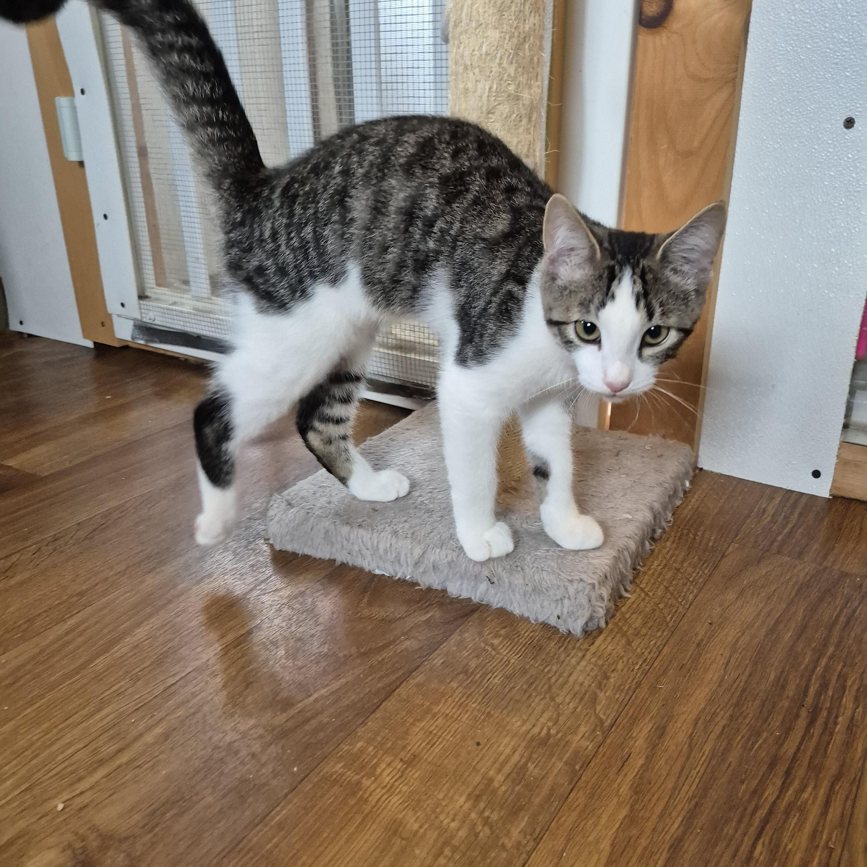 Enlarge Shadow, a Adopted Domestic Short Hair in Tioga, PA image 4/6