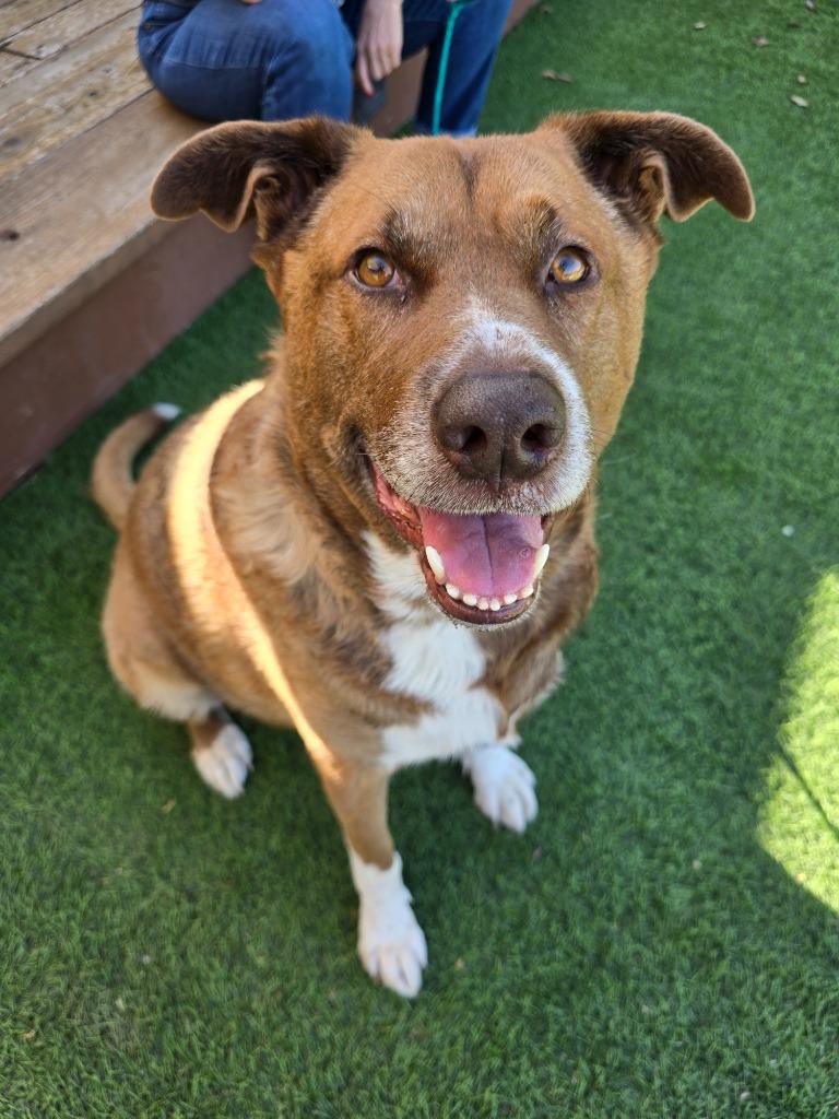 Enlarge Meemees, a Adoptable German Shepherd Dog in El Cajon, CA image 1/5