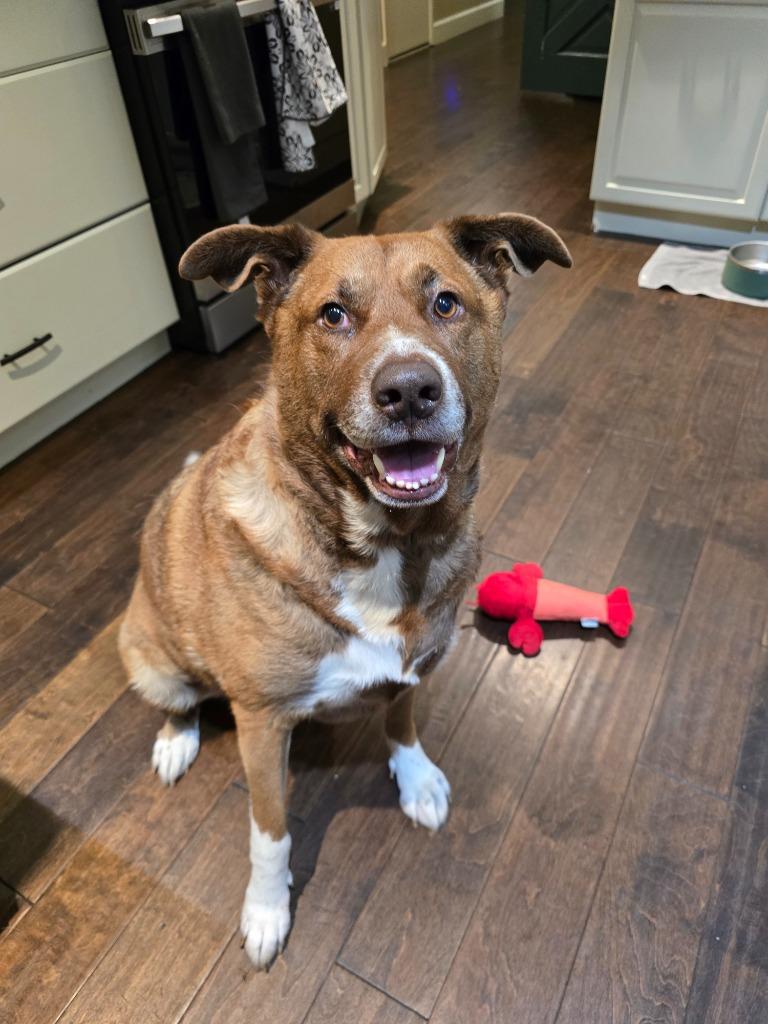 Enlarge Meemees, a Adoptable German Shepherd Dog in El Cajon, CA image 2/5