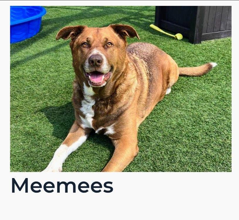 Enlarge Meemees, a Adoptable German Shepherd Dog in El Cajon, CA image 3/5