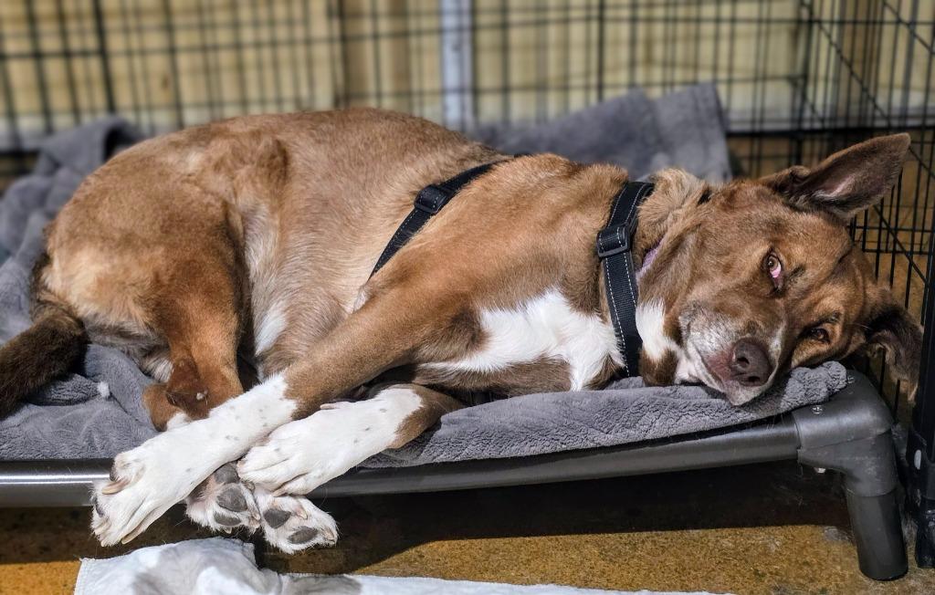 Enlarge Meemees, a Adoptable German Shepherd Dog in El Cajon, CA image 4/5