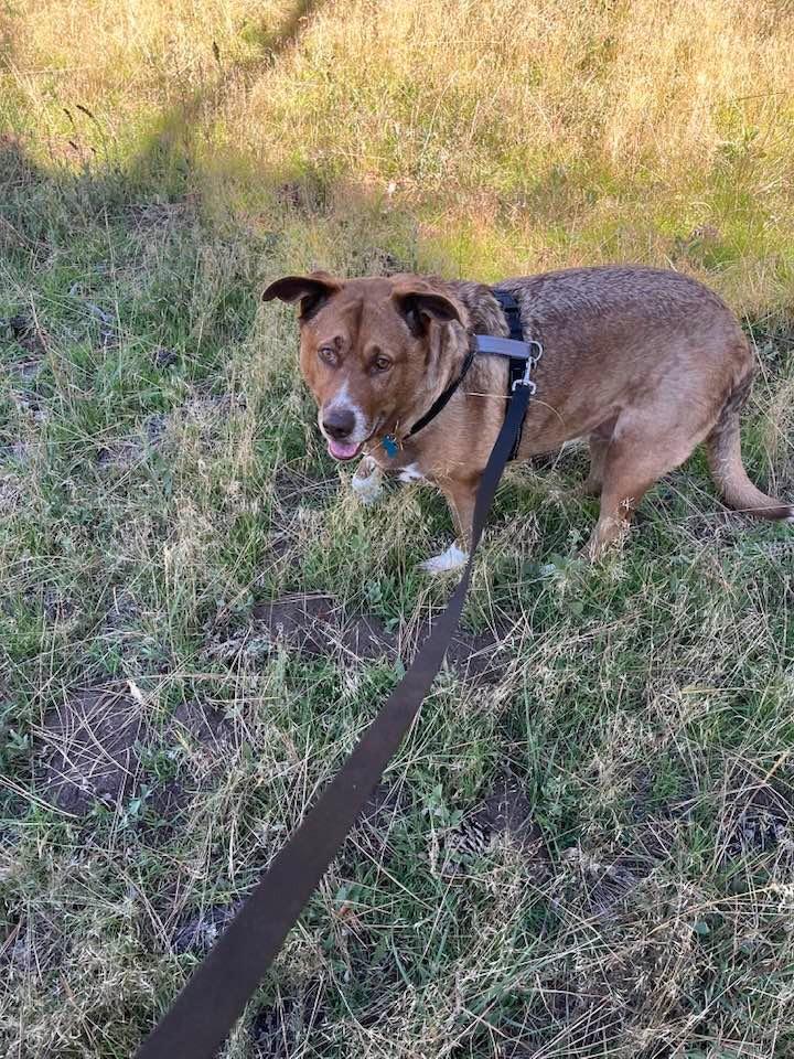 Enlarge Meemees, a Adoptable German Shepherd Dog in El Cajon, CA image 5/5