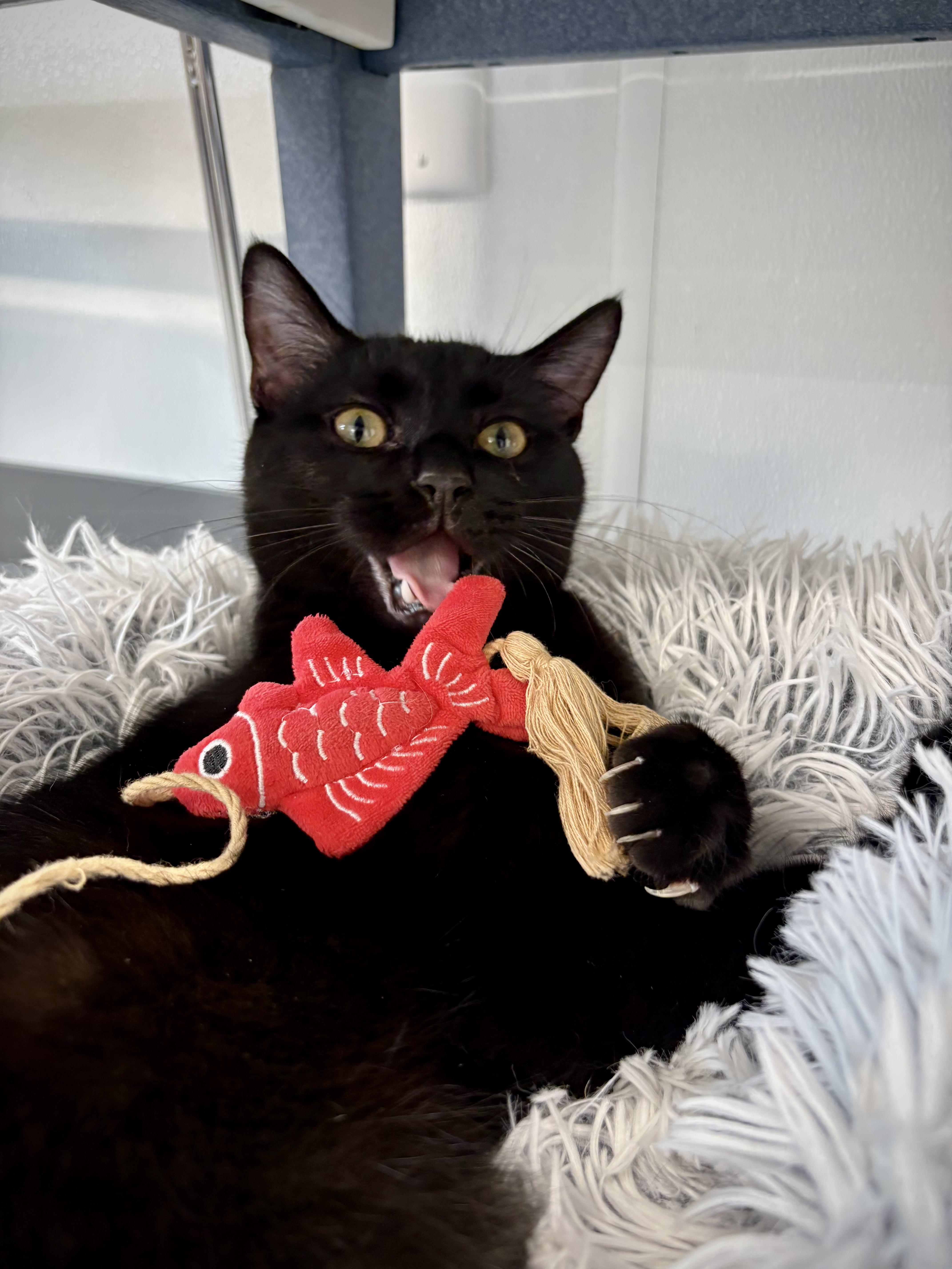 Enlarge Crenshaw, a ADOPTABLE Domestic Short Hair in Kalamazoo, MI image 2/6