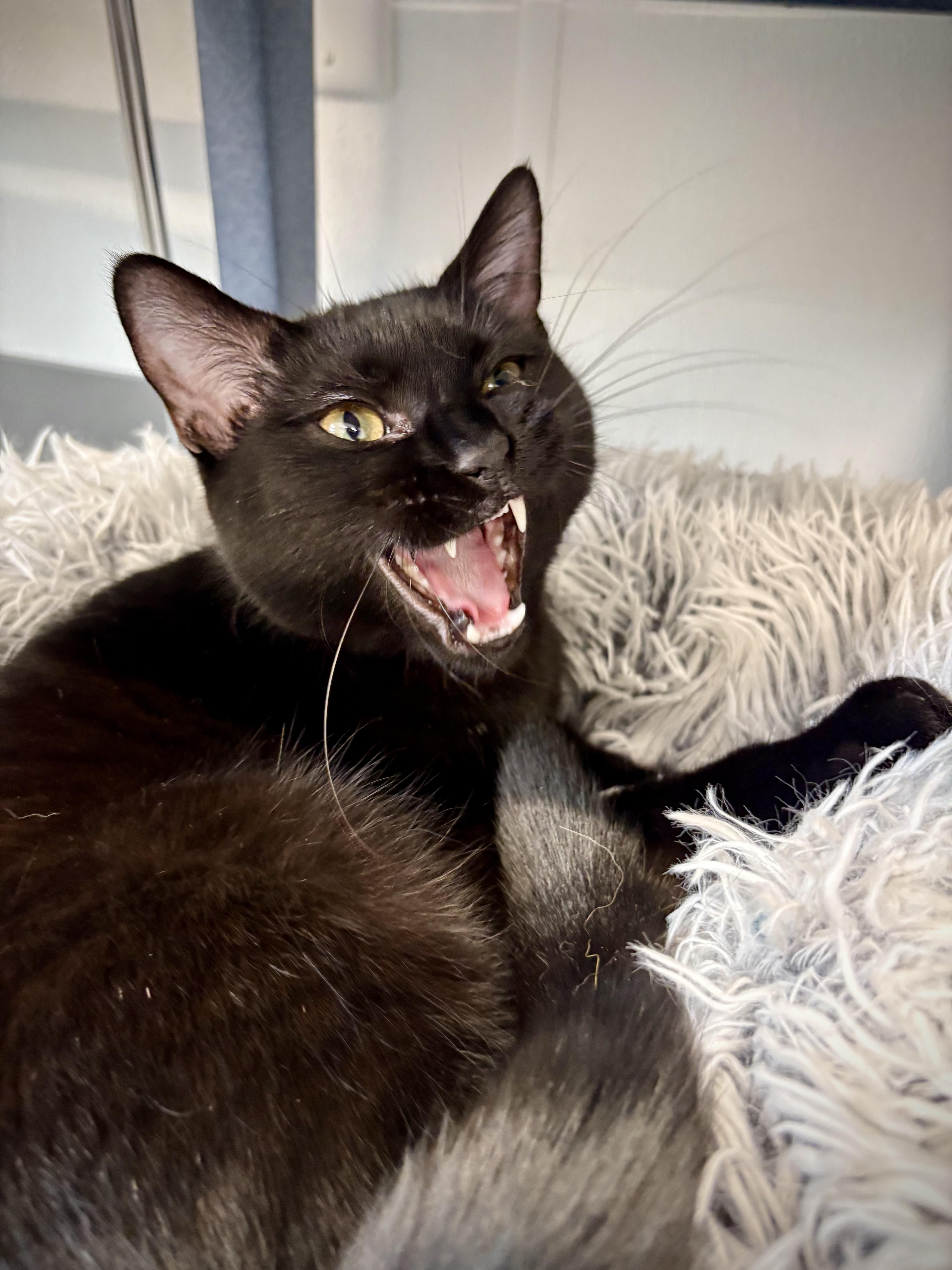 Enlarge Crenshaw, a ADOPTABLE Domestic Short Hair in Kalamazoo, MI image 6/6