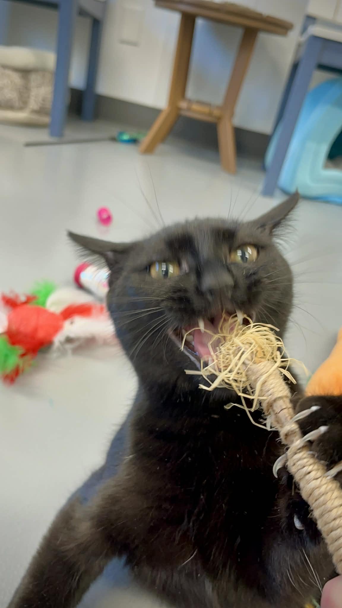 Enlarge Crenshaw, a ADOPTABLE Domestic Short Hair in Kalamazoo, MI image 4/6