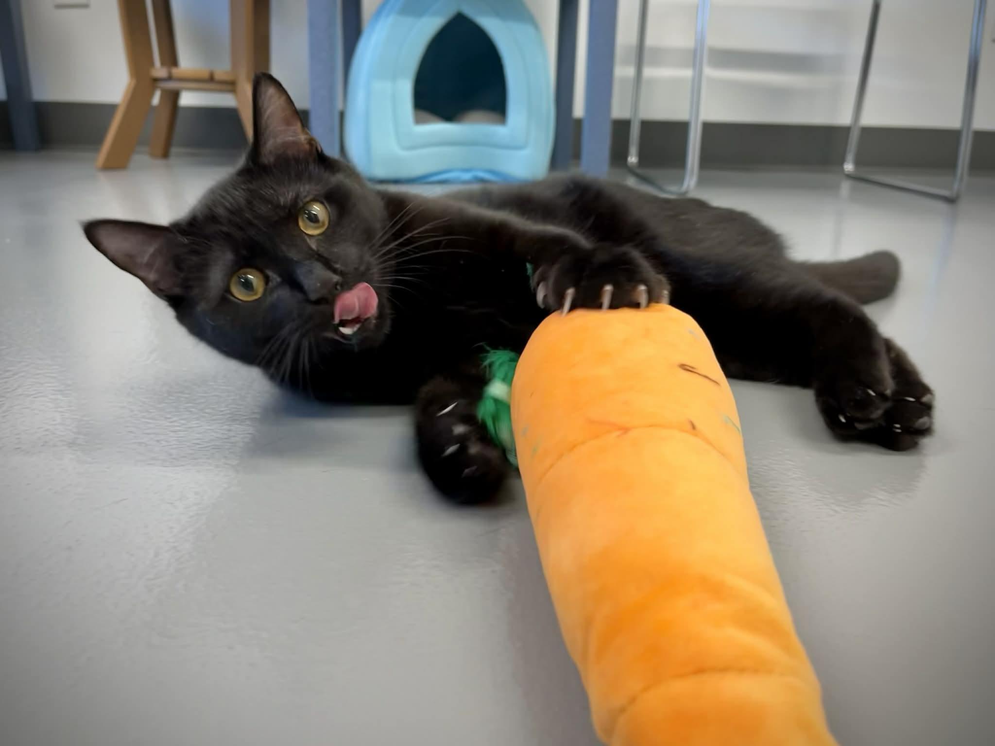 Enlarge Crenshaw, a ADOPTABLE Domestic Short Hair in Kalamazoo, MI image 1/6