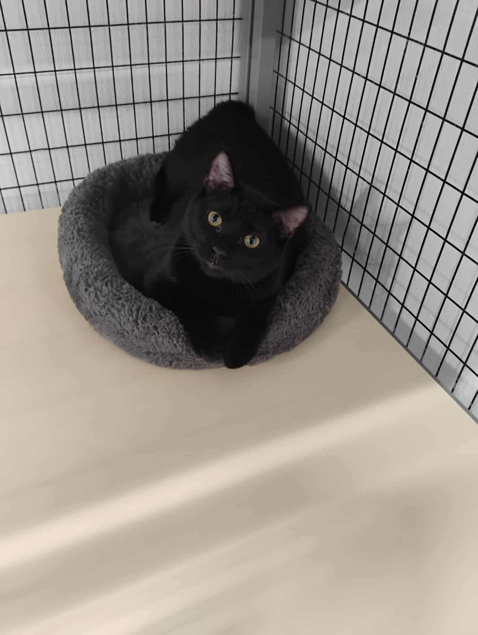 Enlarge Crenshaw, a ADOPTABLE Domestic Short Hair in Kalamazoo, MI image 3/6