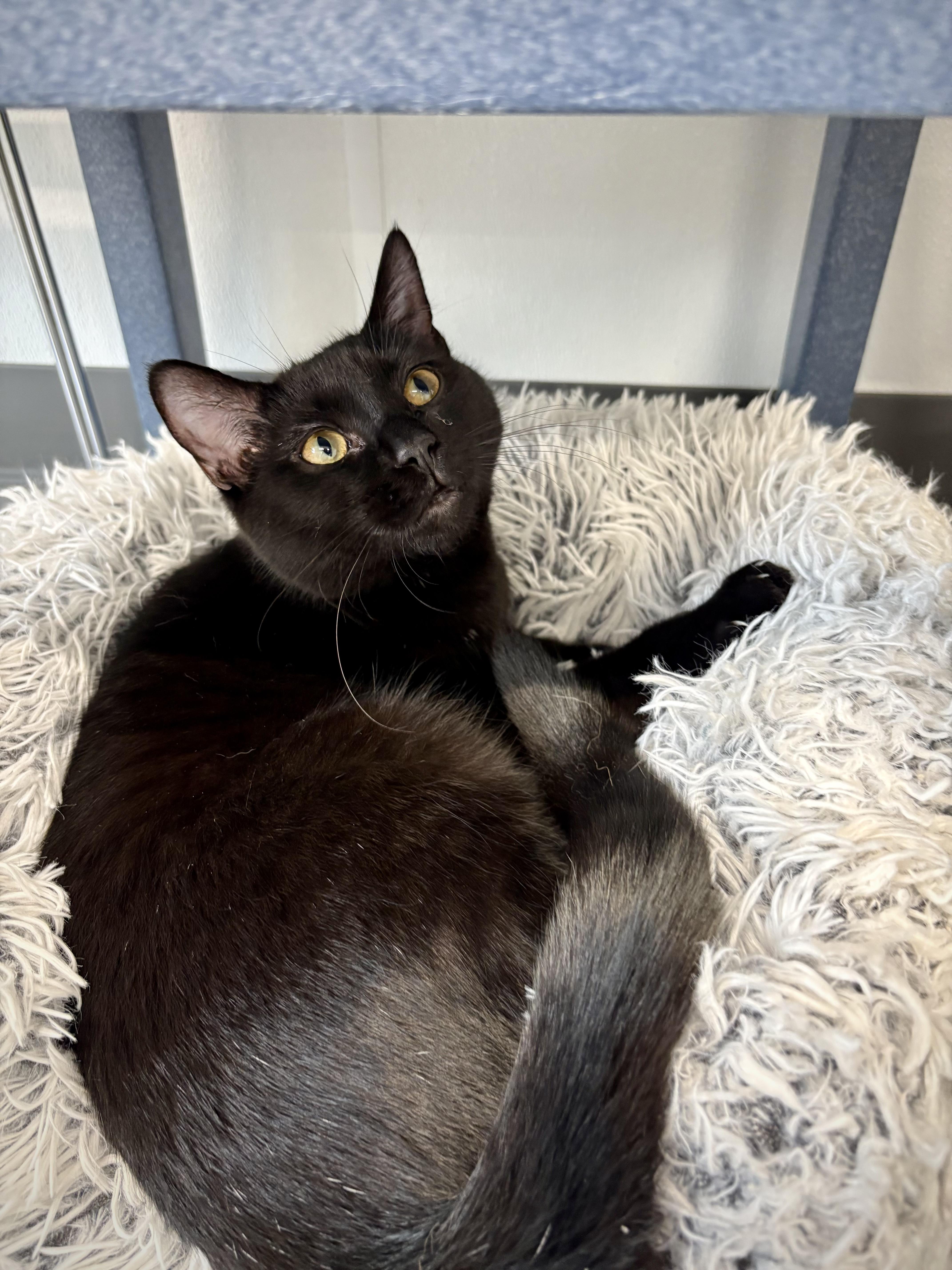 Enlarge Crenshaw, a ADOPTABLE Domestic Short Hair in Kalamazoo, MI image 5/6