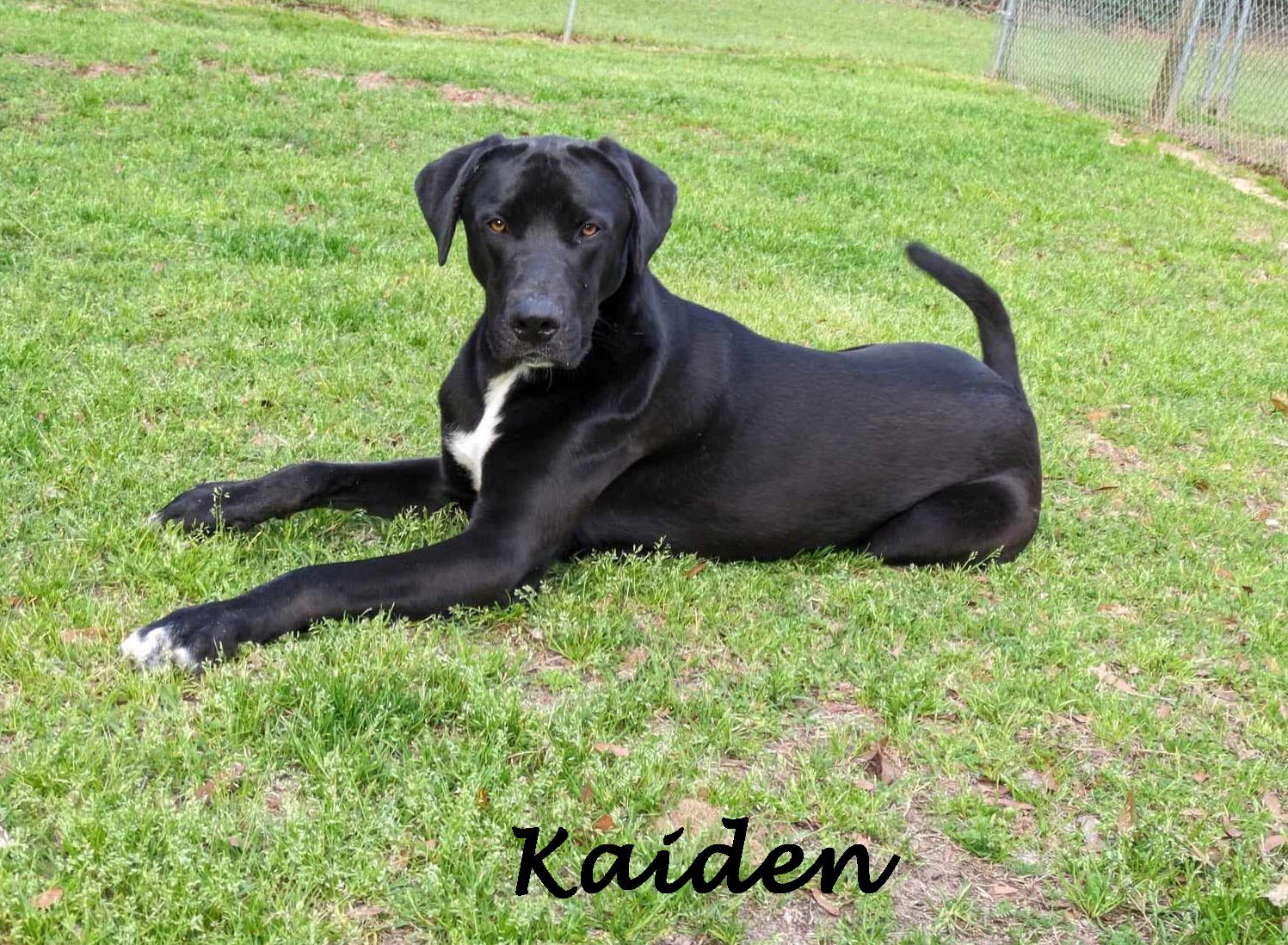 Enlarge Kaiden, a Adoptable mixed breed in Ozark, AL image 1/5