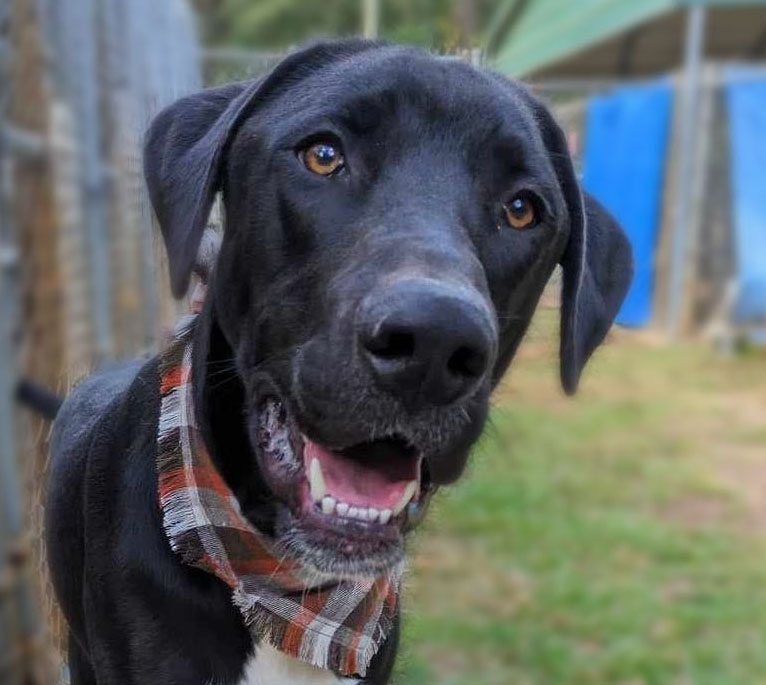 Enlarge Kaiden, a Adoptable mixed breed in Ozark, AL image 2/5
