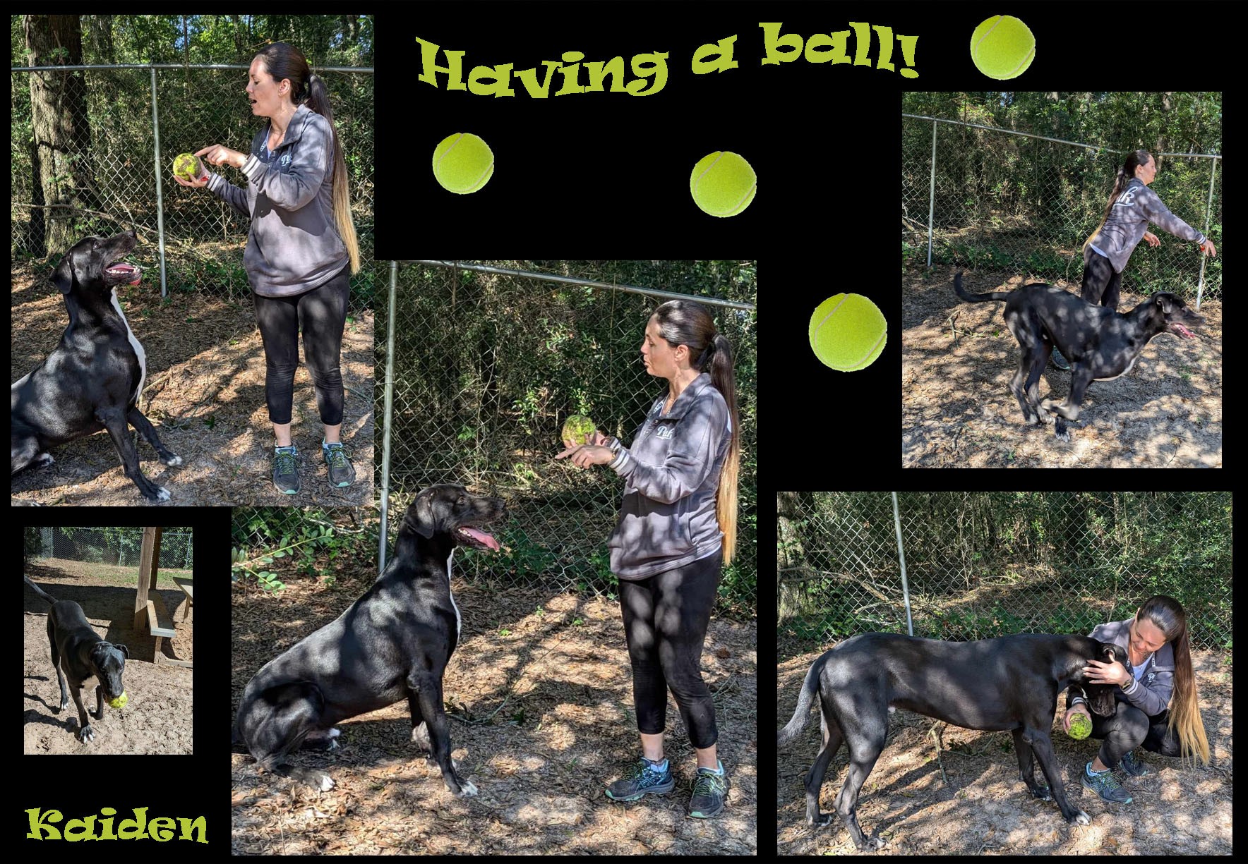 Enlarge Kaiden, a Adoptable mixed breed in Ozark, AL image 3/5