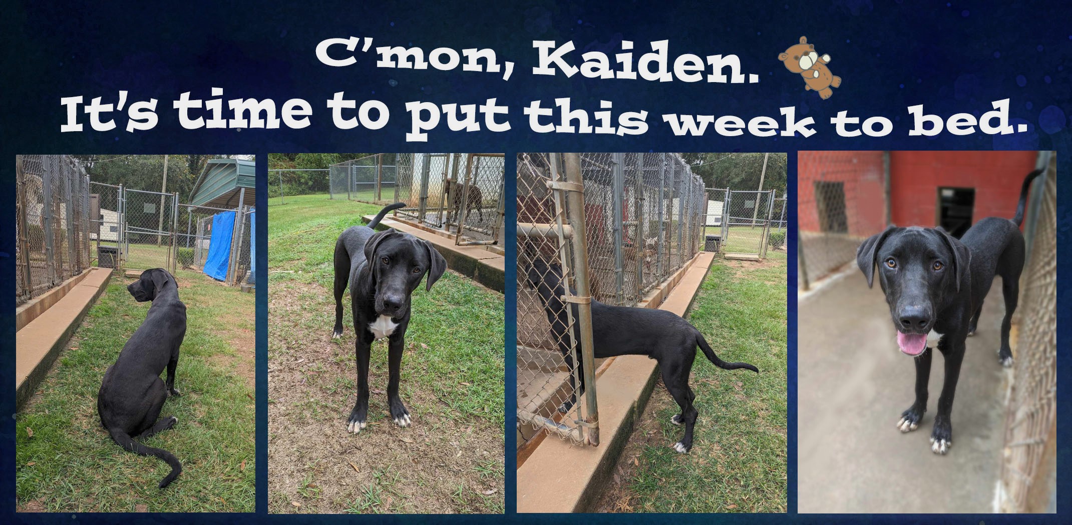 Enlarge Kaiden, a Adoptable mixed breed in Ozark, AL image 4/5