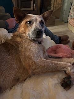 Enlarge Reba - Adoption Pending, a Adoptable mixed breed in Vancouver, WA image 1/1