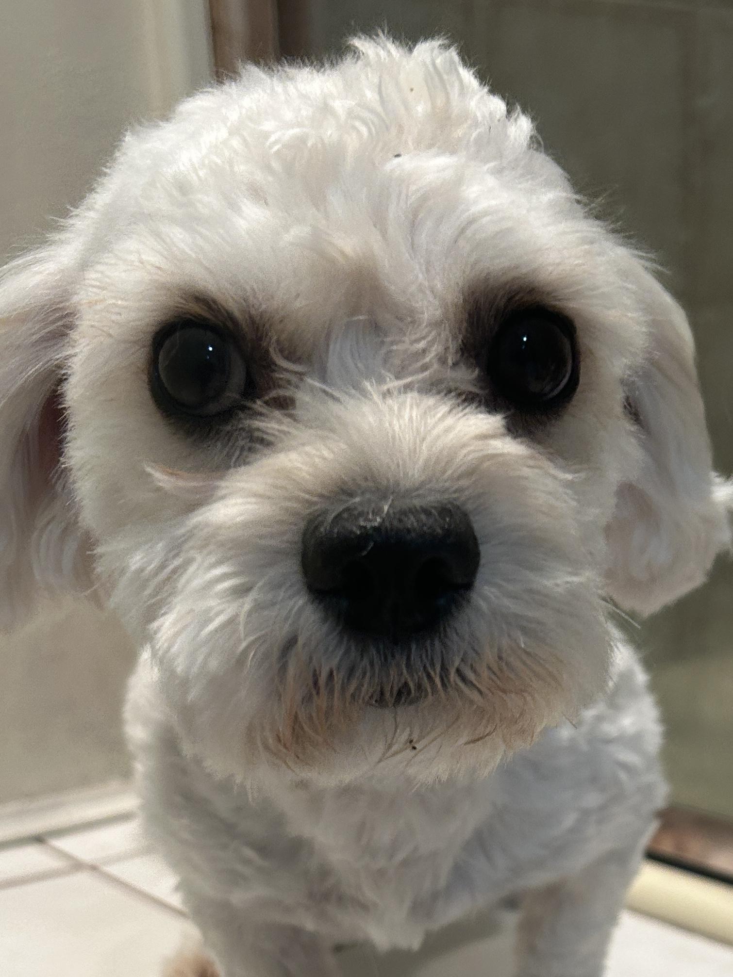 LUCKY, ADOPTABLE, Young Male Maltese.