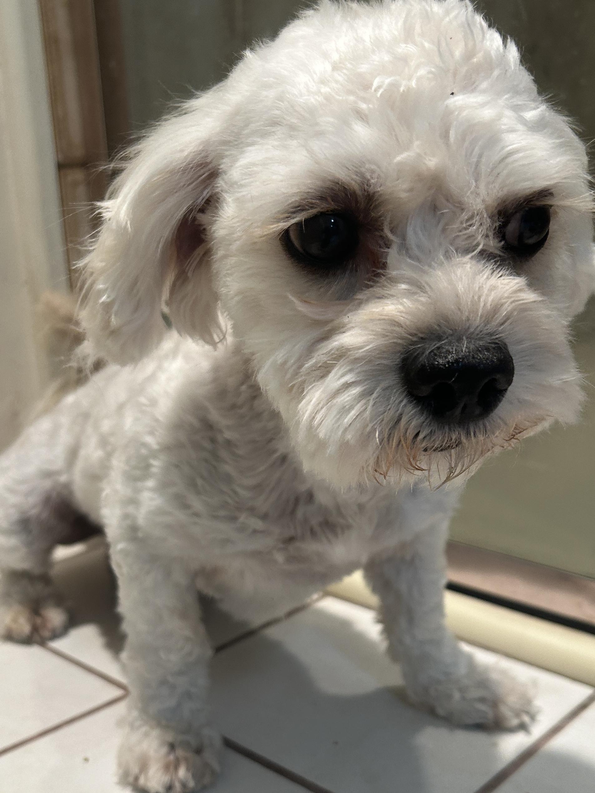 LUCKY, a ADOPTABLE mixed breed in El Cajon, CA image 2/6