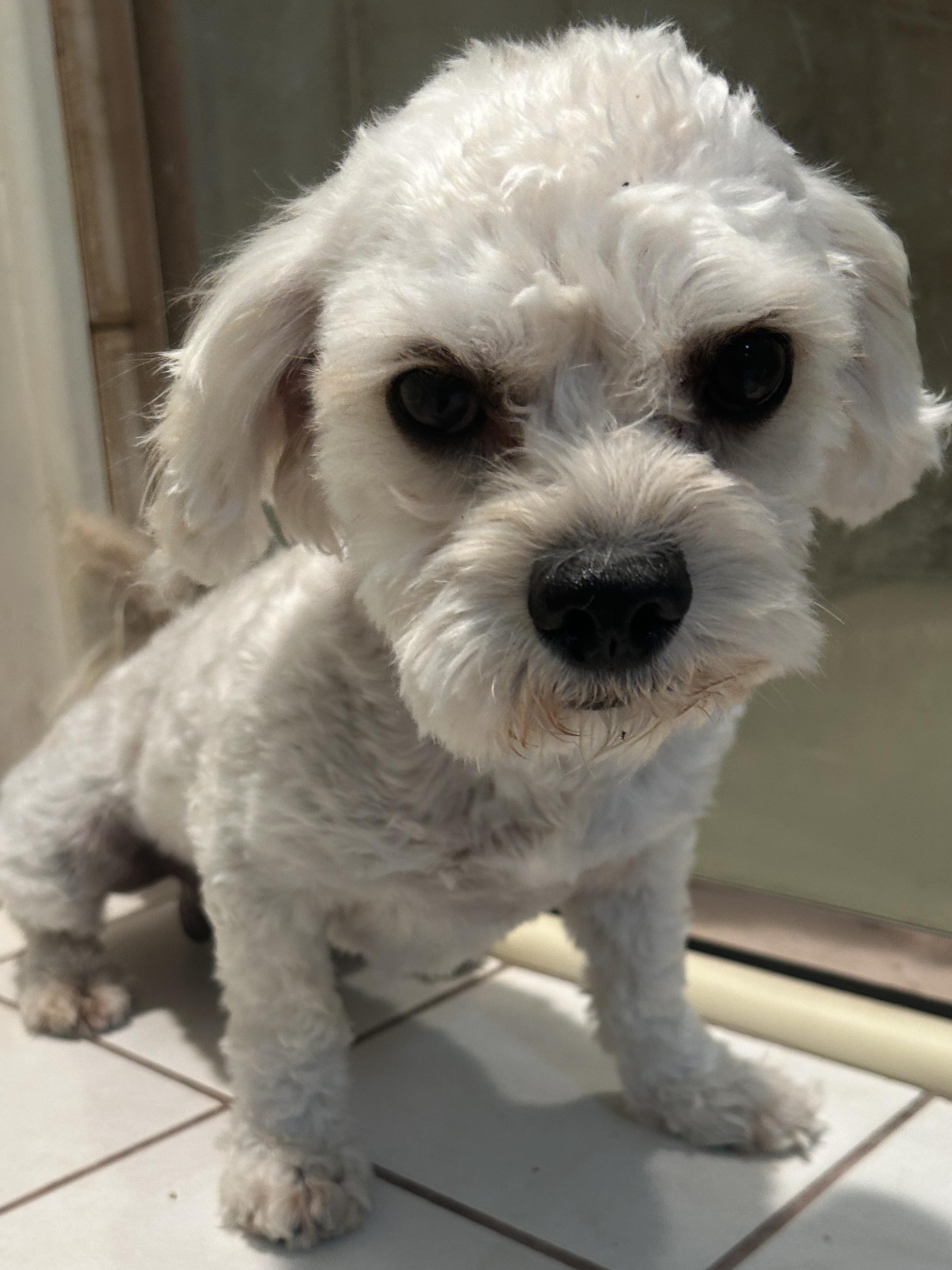 LUCKY, a ADOPTABLE mixed breed in El Cajon, CA image 5/6