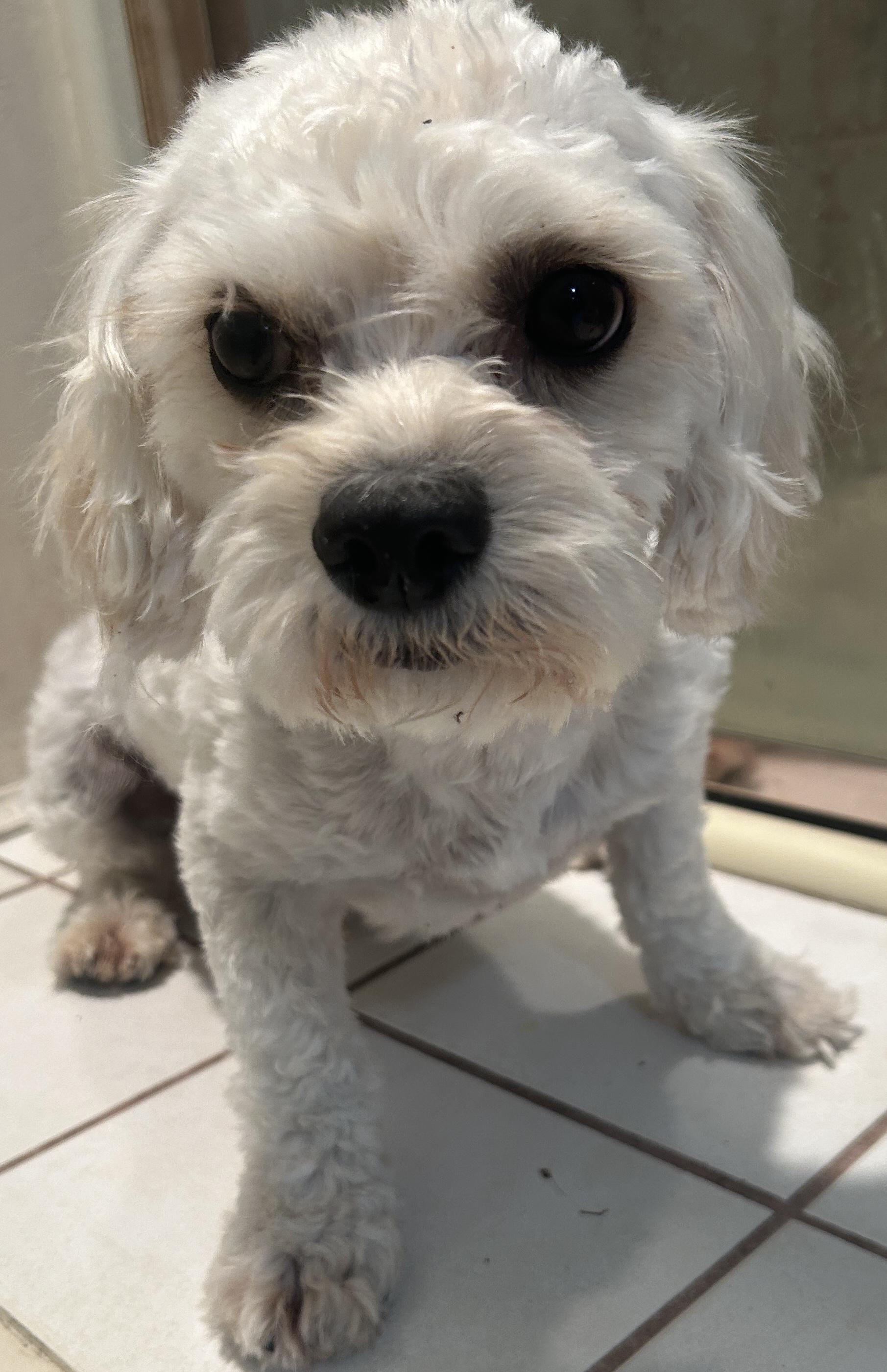 LUCKY, a ADOPTABLE mixed breed in El Cajon, CA image 3/6
