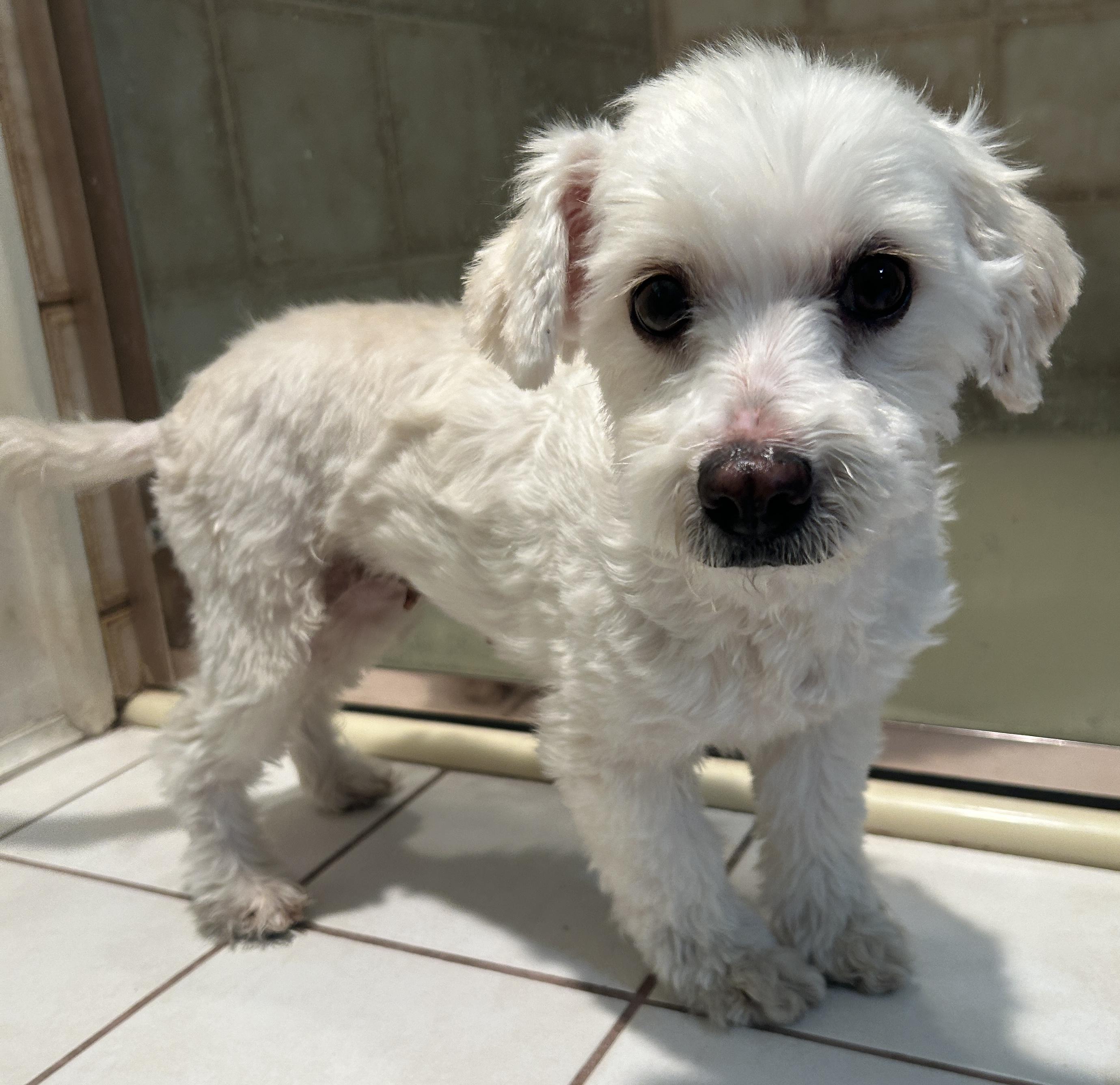 LUCKY, a ADOPTABLE mixed breed in El Cajon, CA image 6/6