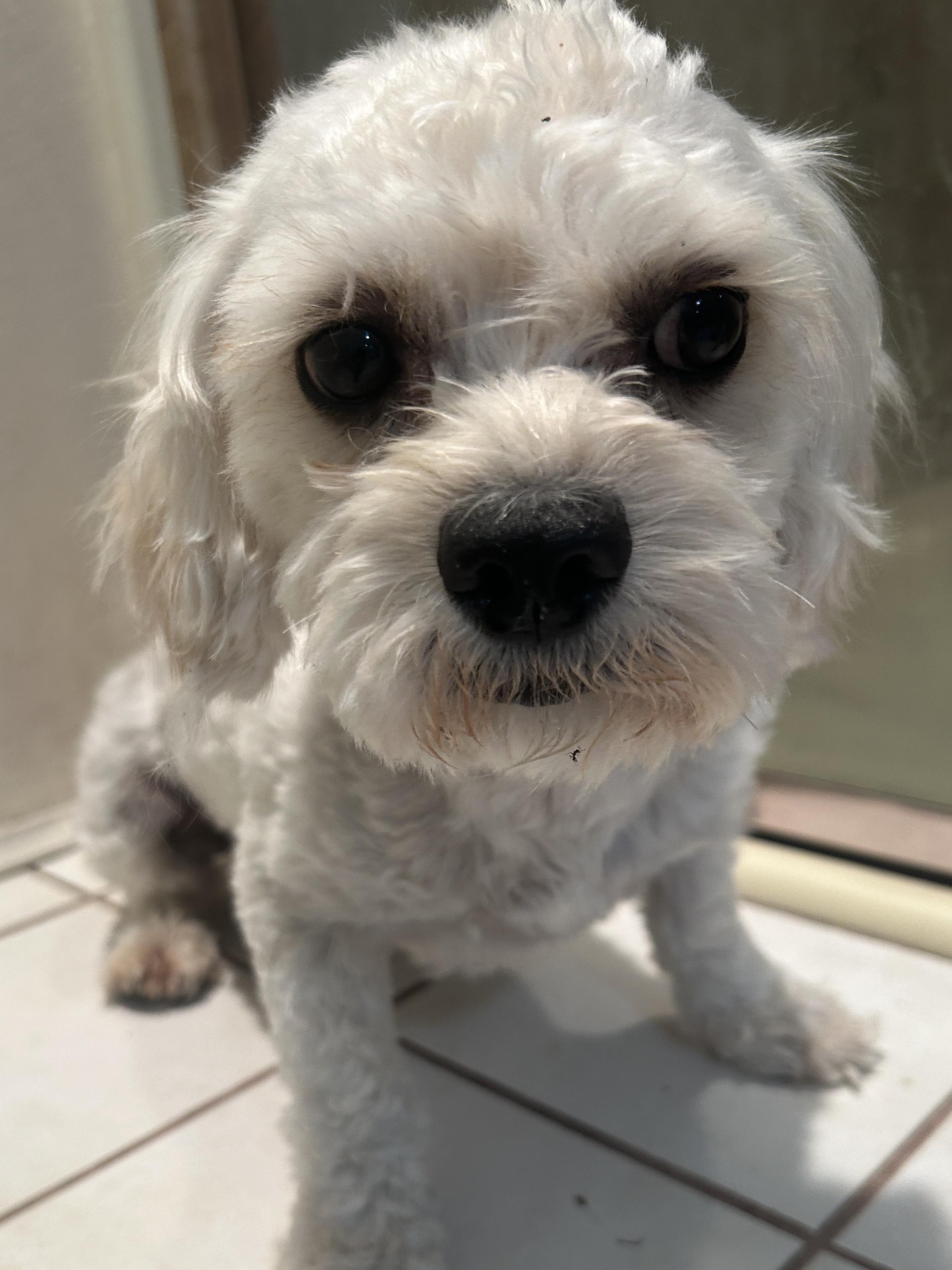 LUCKY, a ADOPTABLE mixed breed in El Cajon, CA image 4/6