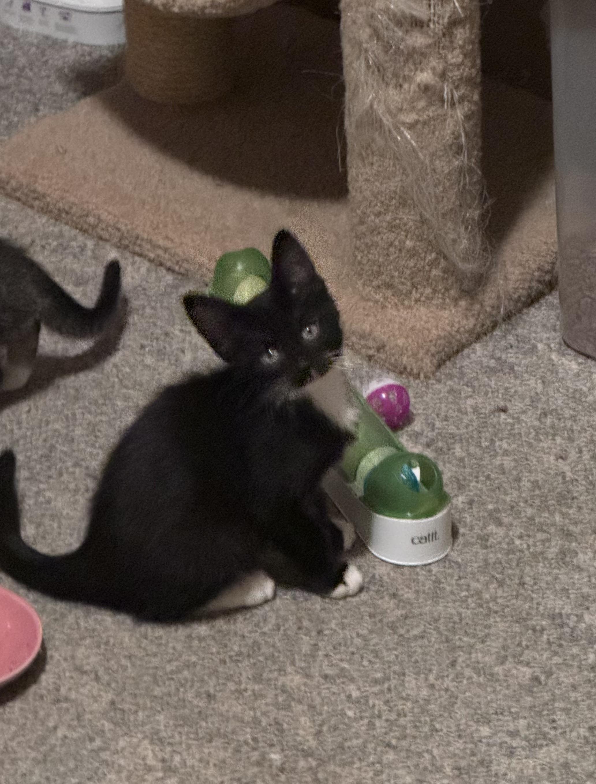 Zues, Adoptable, Kitten Male Domestic Medium Hair.