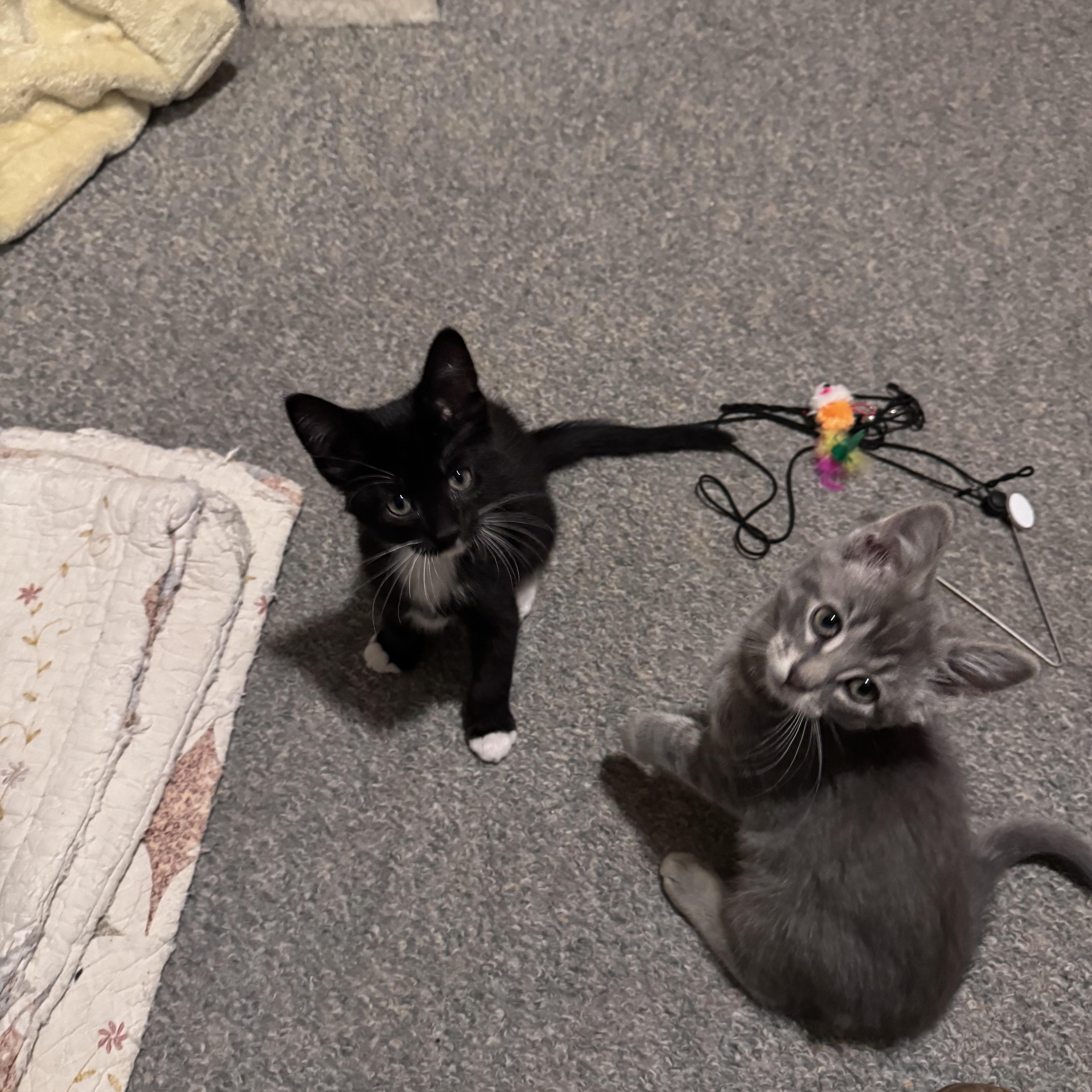 Zues, a Adoptable Domestic Medium Hair in Crystal Lake, IL image 2/3