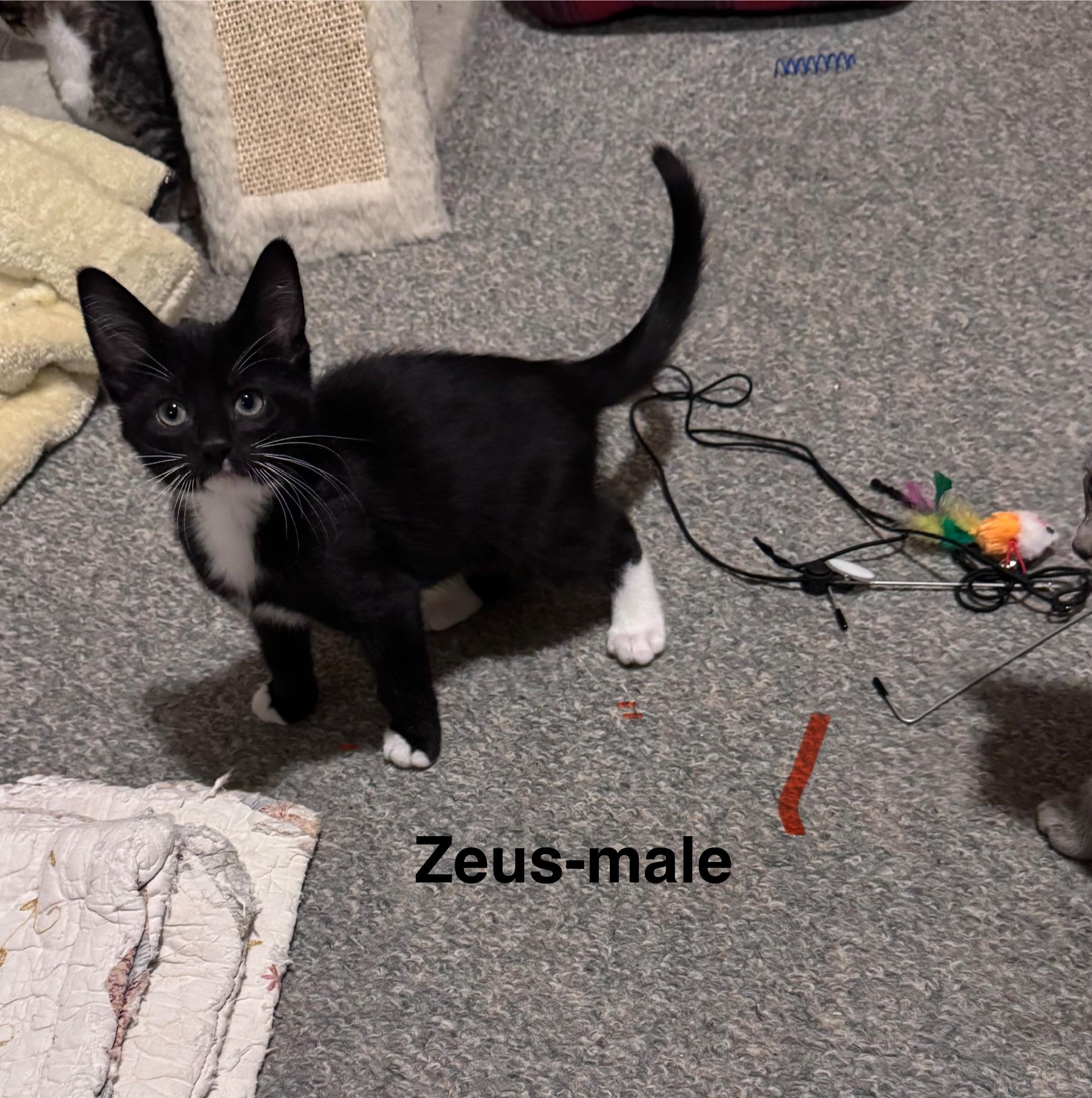 Zues, a Adoptable Domestic Medium Hair in Crystal Lake, IL image 3/3